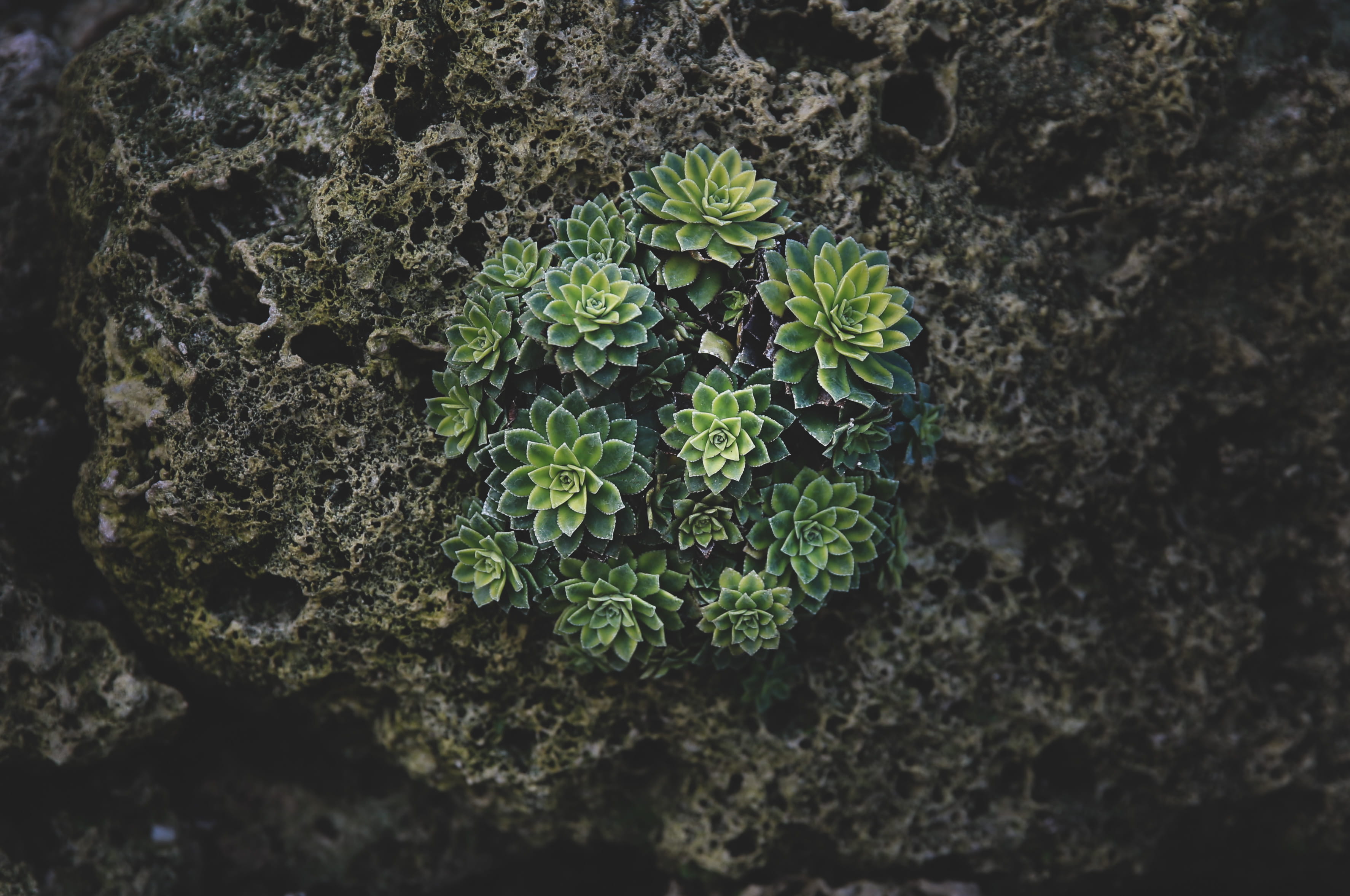 blossom, high angle view, arenaria, moss, ornament, photography, apiaceae, annonaceae, freshness, day, solid, fungus, growth, leaf, nature, fractal, rock - object, HD Wallpaper