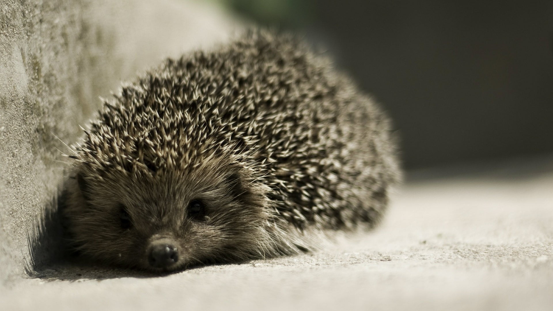 brown, raccoon, close-up, selective focus, nature, vertebrate, laying, 1080P, animal wildlife, young animal, hair, portrait, hedgehog, black, sleeping, HD Wallpaper