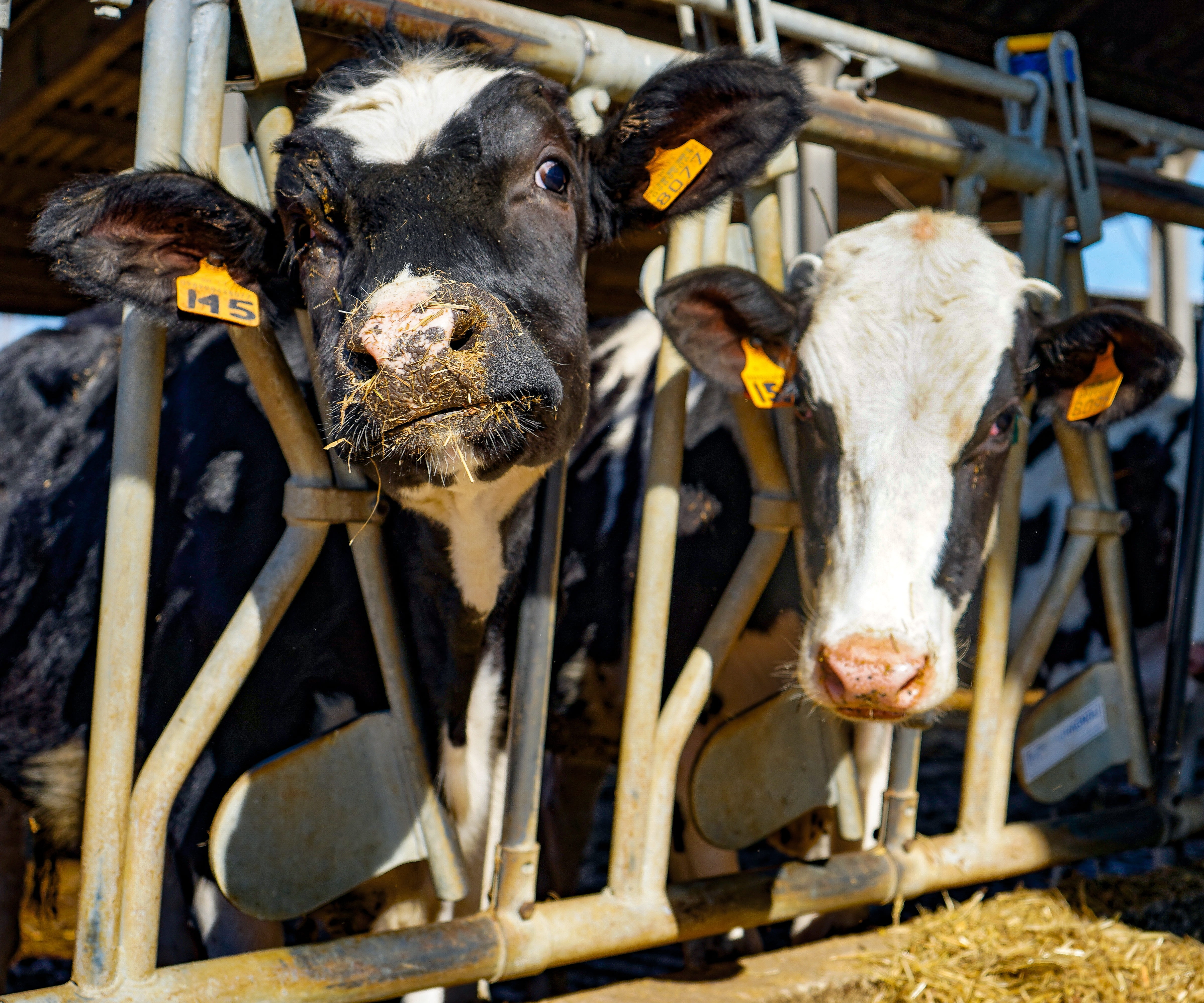 shed, spotted, 4K, italy, breeder, animal nose, livestock, looking at camera, calf, vertebrate, pets, farm, animal head, mammal, cow milk, group of animals, HD Wallpaper