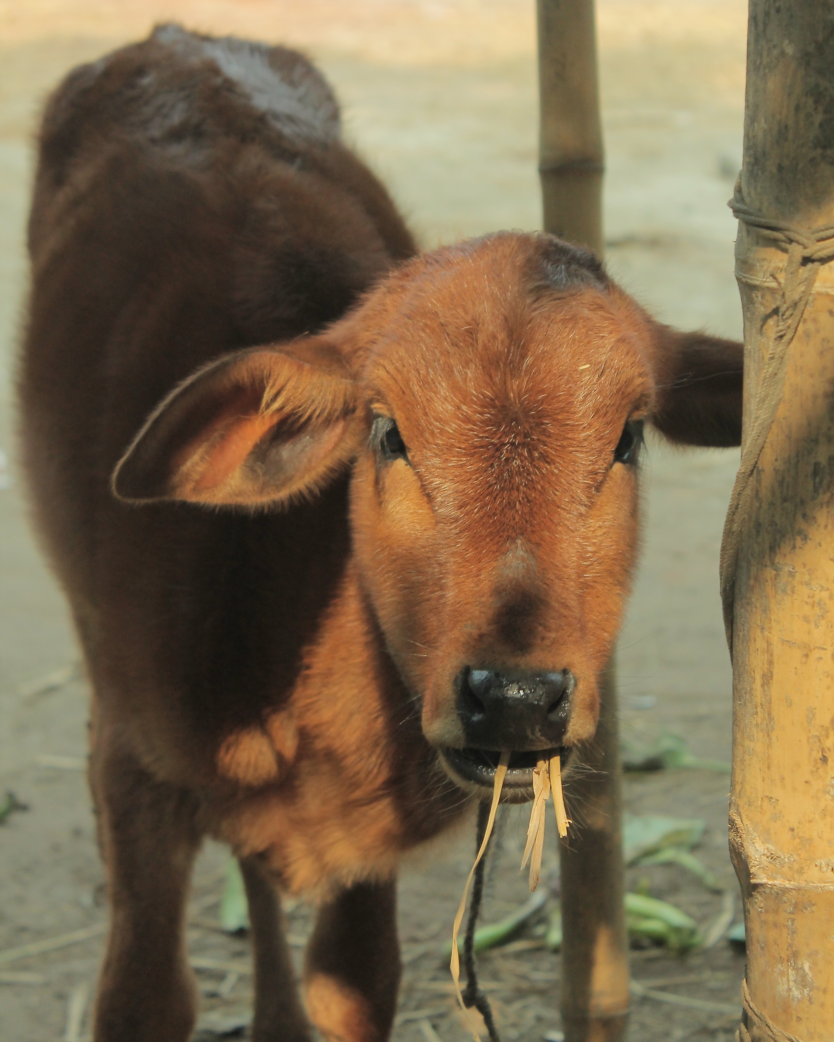 looking at camera, eating, beef, outdoors, cow, calf, domestic, calf eating, livestock, domestic animals, herbivorous, standing, morning, vertebrate, day, Phone HD Wallpaper