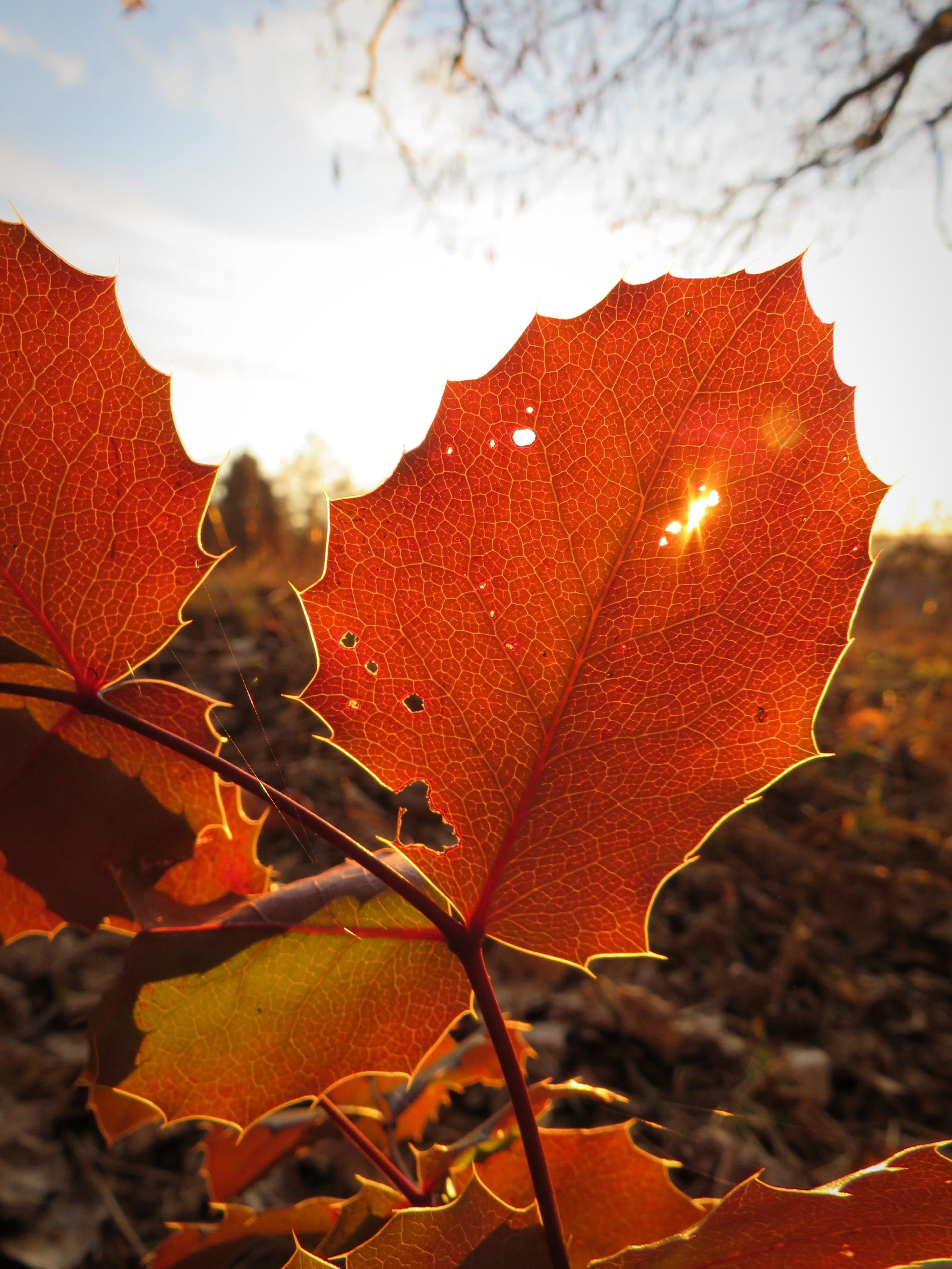 day, vulnerability, beauty in nature, autumn leaf, leaf vein, close-up, plant part, winter, vein, growth, autumn, nature, land, leaf, withered, plant, veins, Phone HD Wallpaper