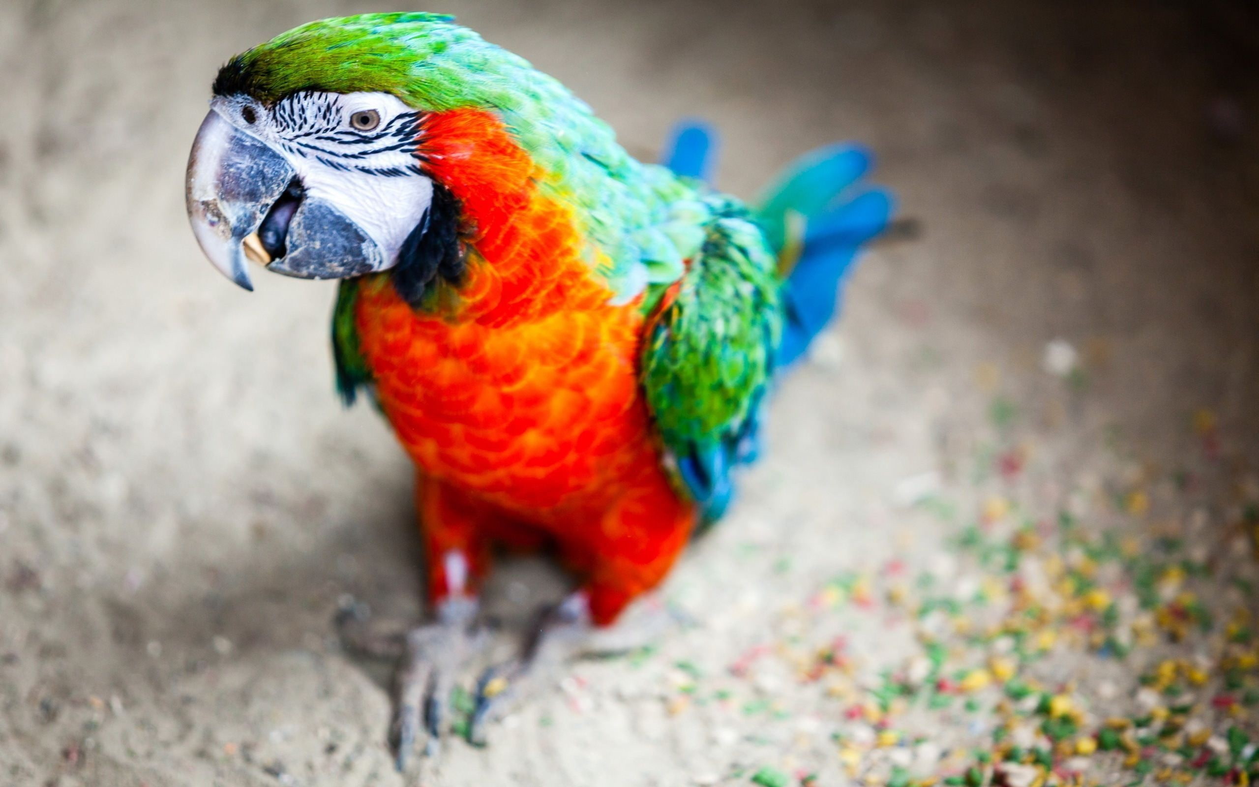 animal wildlife, red, animal body part, no people, animal head, outdoors, blurred, animals, one animal, depth of field, animal themes, 2K, birds, colorful, HD Wallpaper
