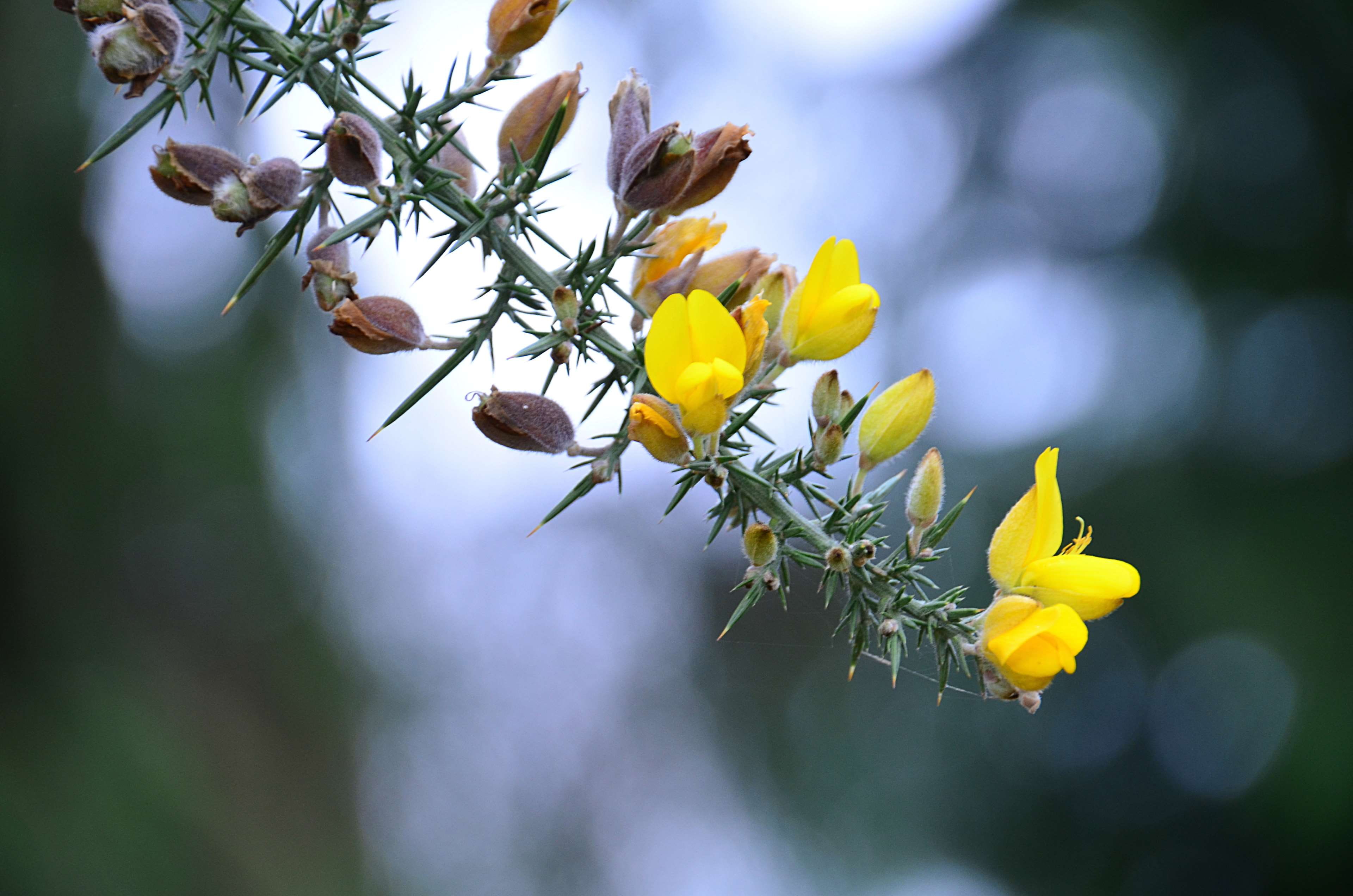 plant, beauty in nature, fragility, gntes, no people, close-up, yellow, springtime, tranquility, focus on foreground, arbuste, flowering plant, balai, selective focus, HD Wallpaper