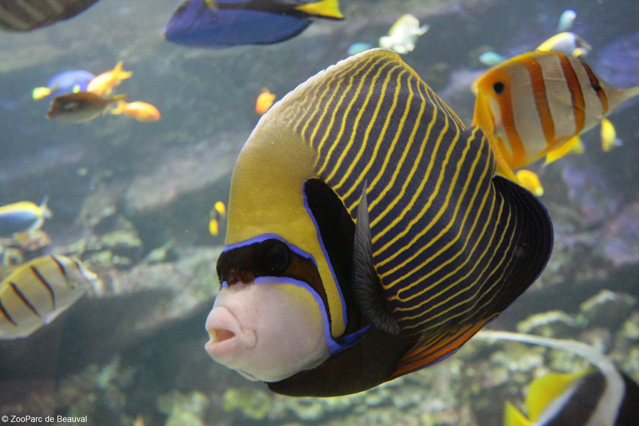animal themes, Pez, vertebrate, swimming, water, aquarium, one animal, tropical, sea life, undersea, nature, close-up, 1080P, fish, marine, no people, HD Wallpaper