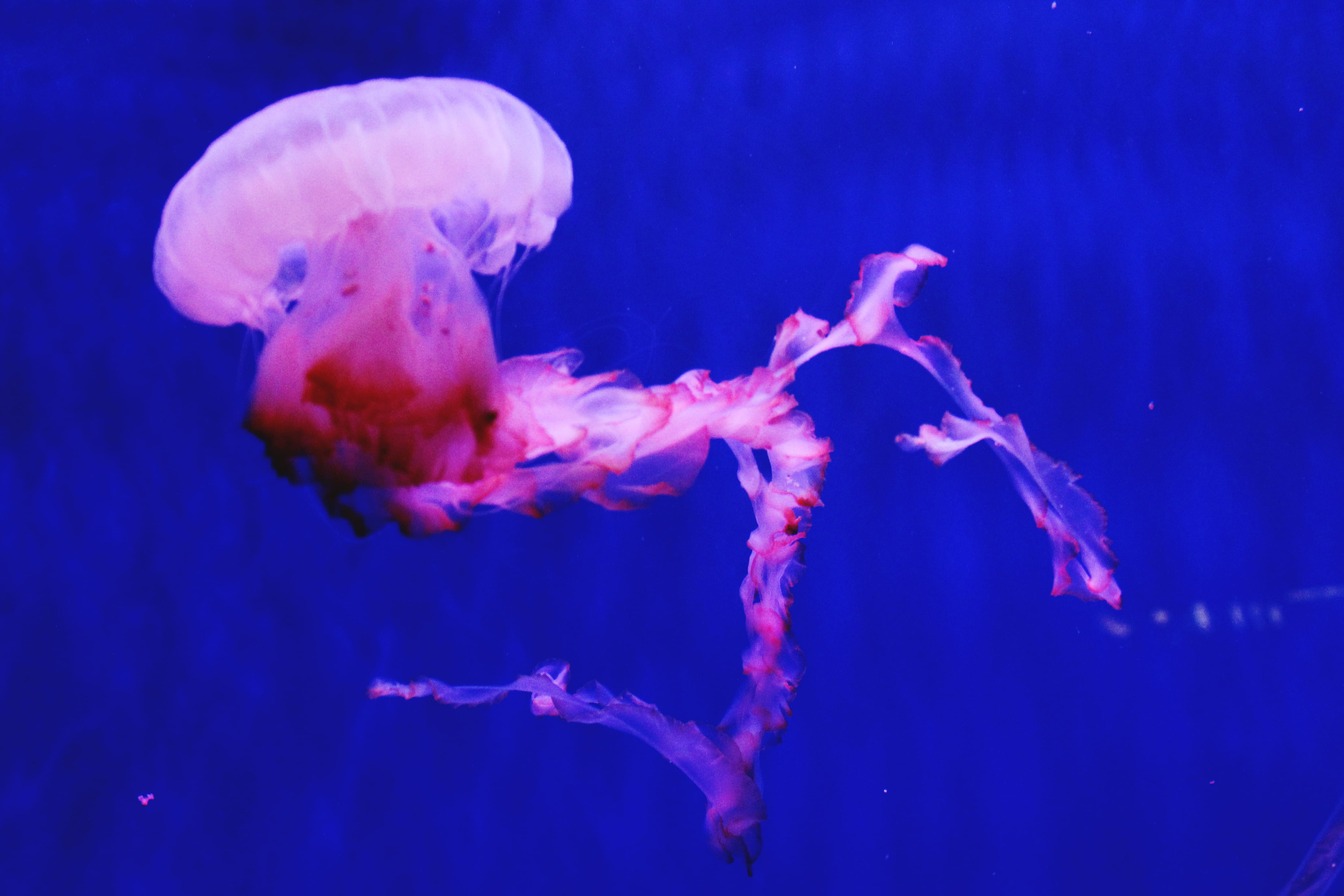 marine, medusa, swimming, sea, undersea, tank, agua viva, 4K, acquario di genova, jellyfish, animal, water, one animal, animals in the wild, no people, HD Wallpaper