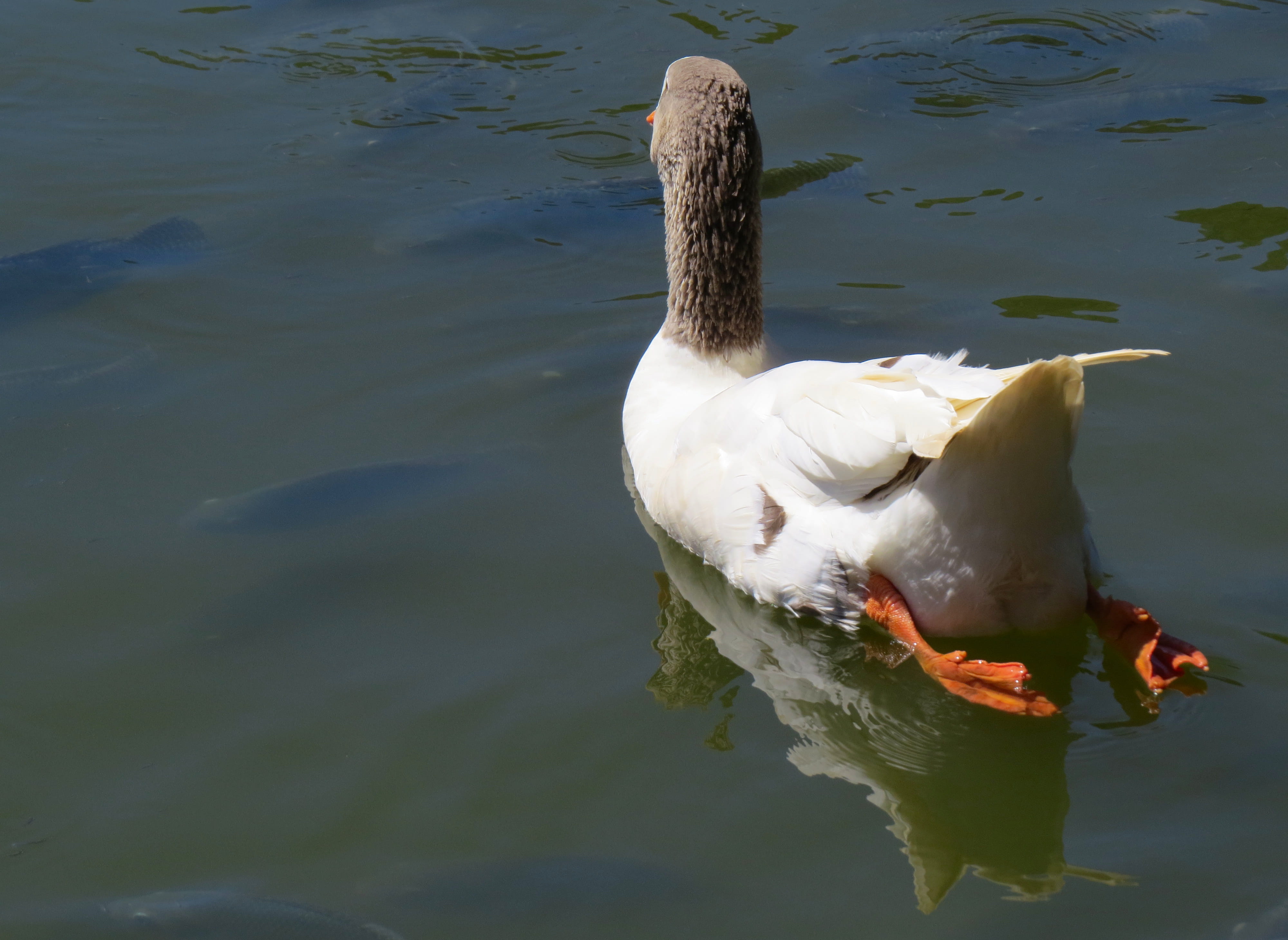 animal, animal themes, water, duck, brazil, one animal, animal wildlife, reflection, zoology, vertebrate, lake, animal neck, swimming, day, nature, water bird, HD Wallpaper