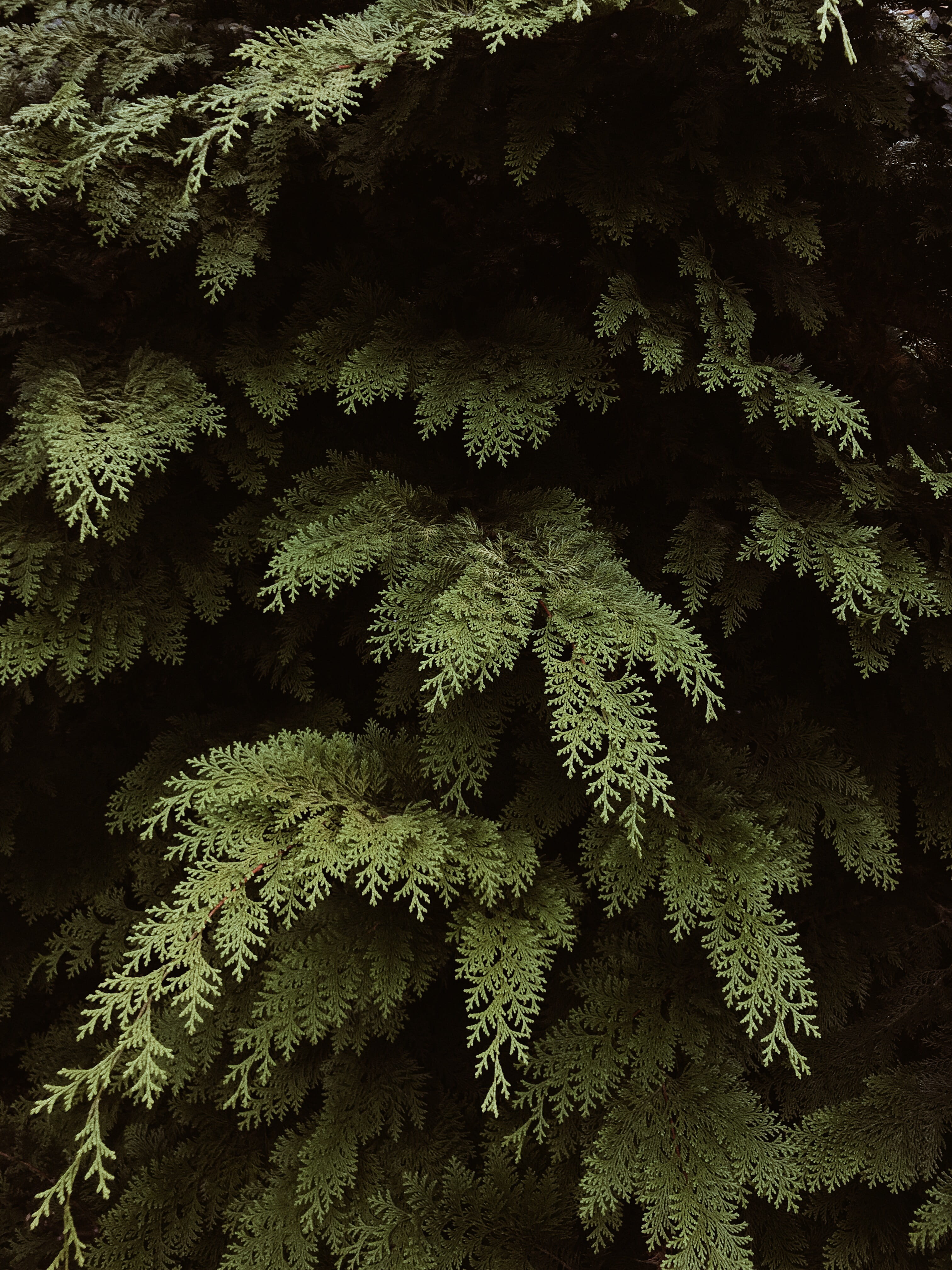 tree, natural beauty, no people, close-up, outdoors, backgrounds, coniferous tree, background, day, tranquility, brazil, nature, freshness, smartphone, Phone HD Wallpaper