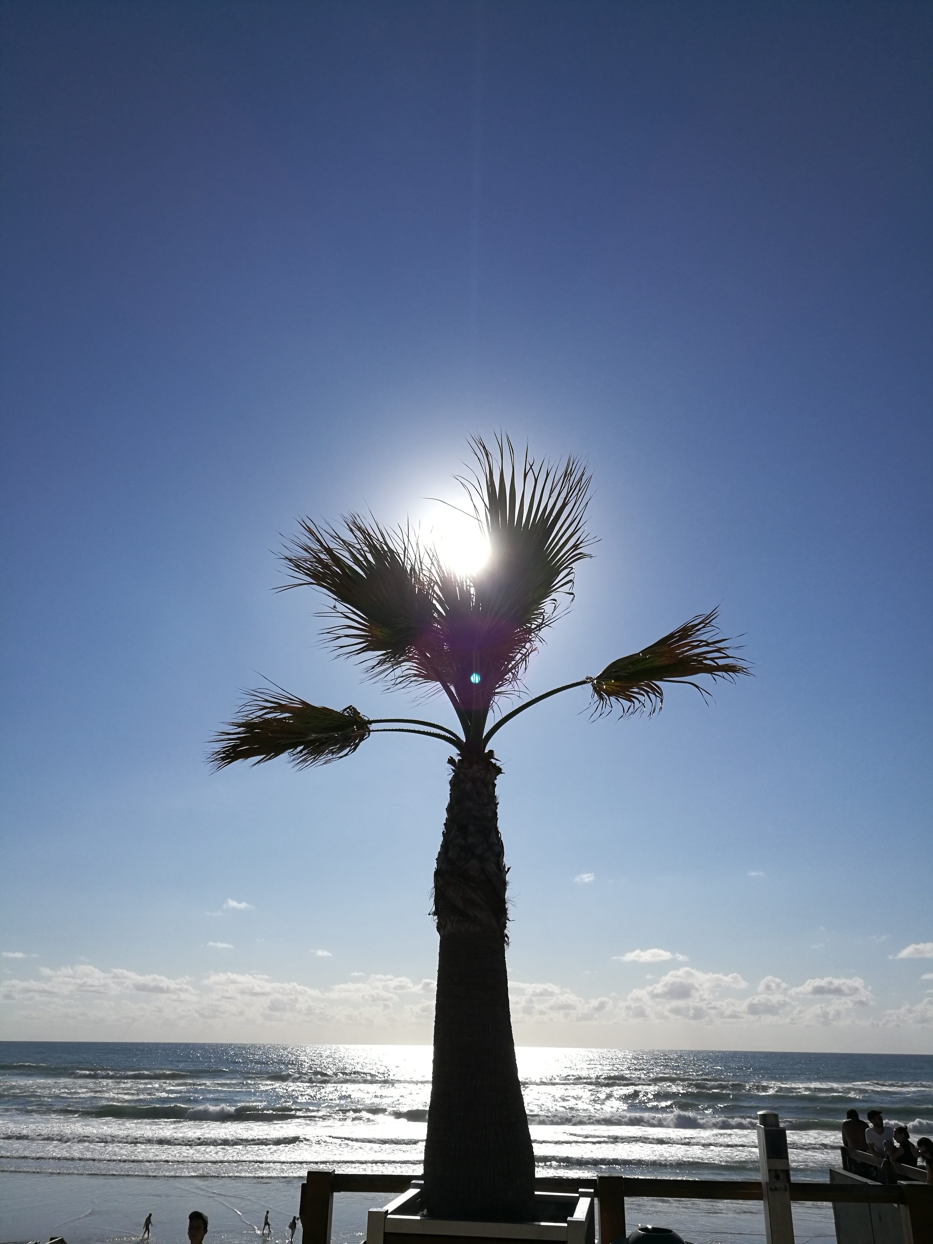 4K, scenics - nature, tropical climate, palm tree, sky, tranquility, outdoors, silhouette, france, lacanau océan, beach, horizon over water, beauty in nature, Phone HD Wallpaper