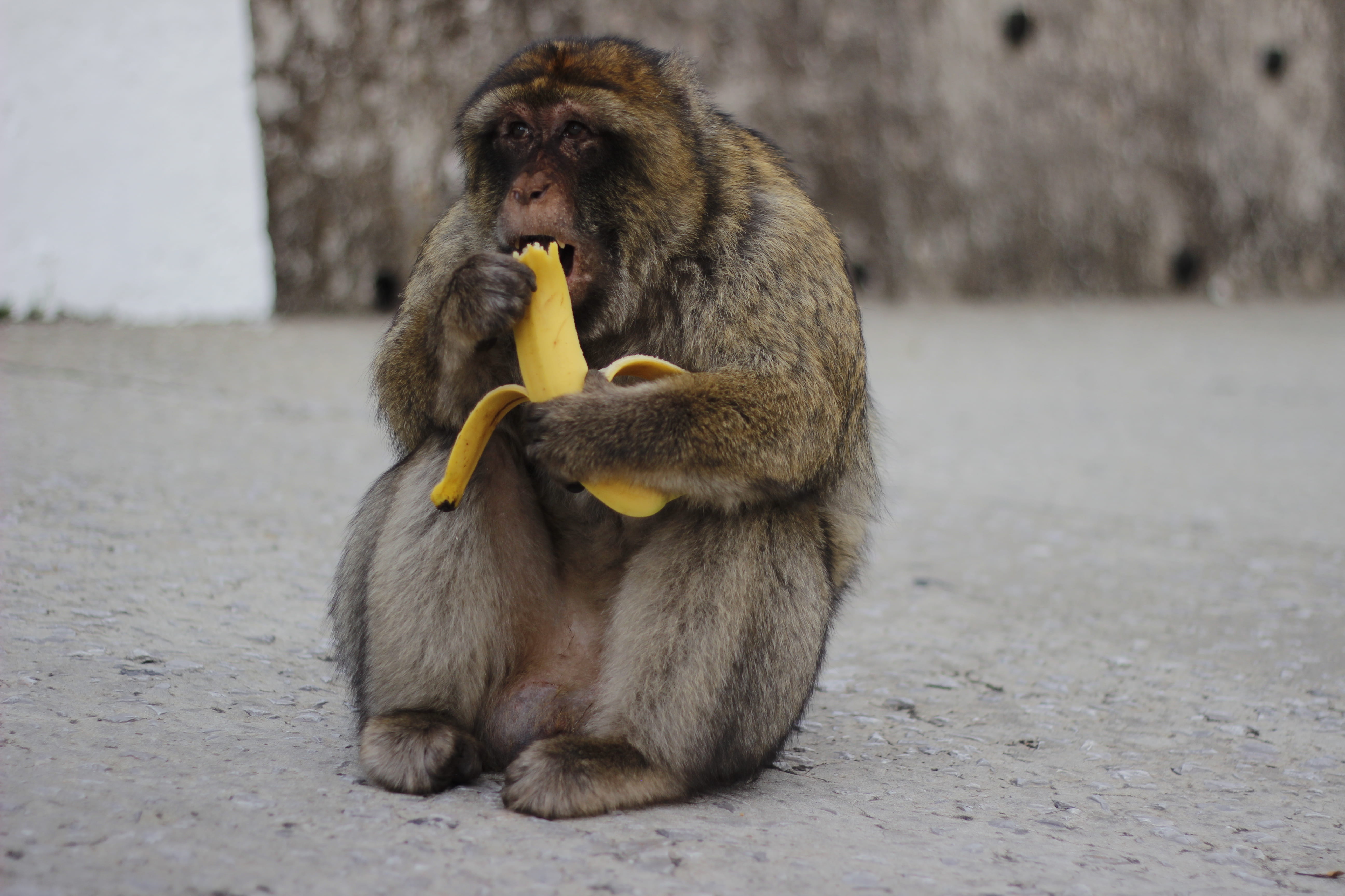 animal family, day, brown, food, eating, monkey, holding, outdoors, 5K, sitting, mammal, young animal, vertebrate, animals in the wild, animal, healthy eating, HD Wallpaper