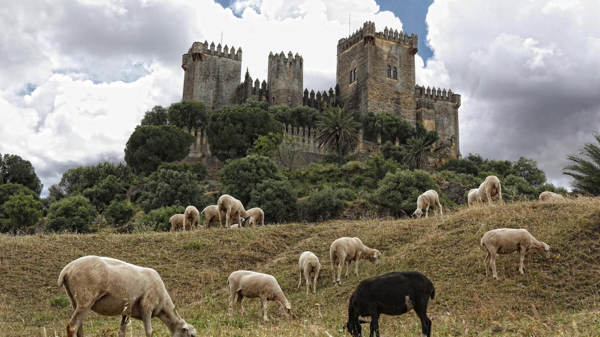 sheep, historic site, grassland, castle, pasture, tree, almodovar del rio, herd, grass, field, spain, sky, castillo de almodovar del rio, cordoba, europe, HD Wallpaper