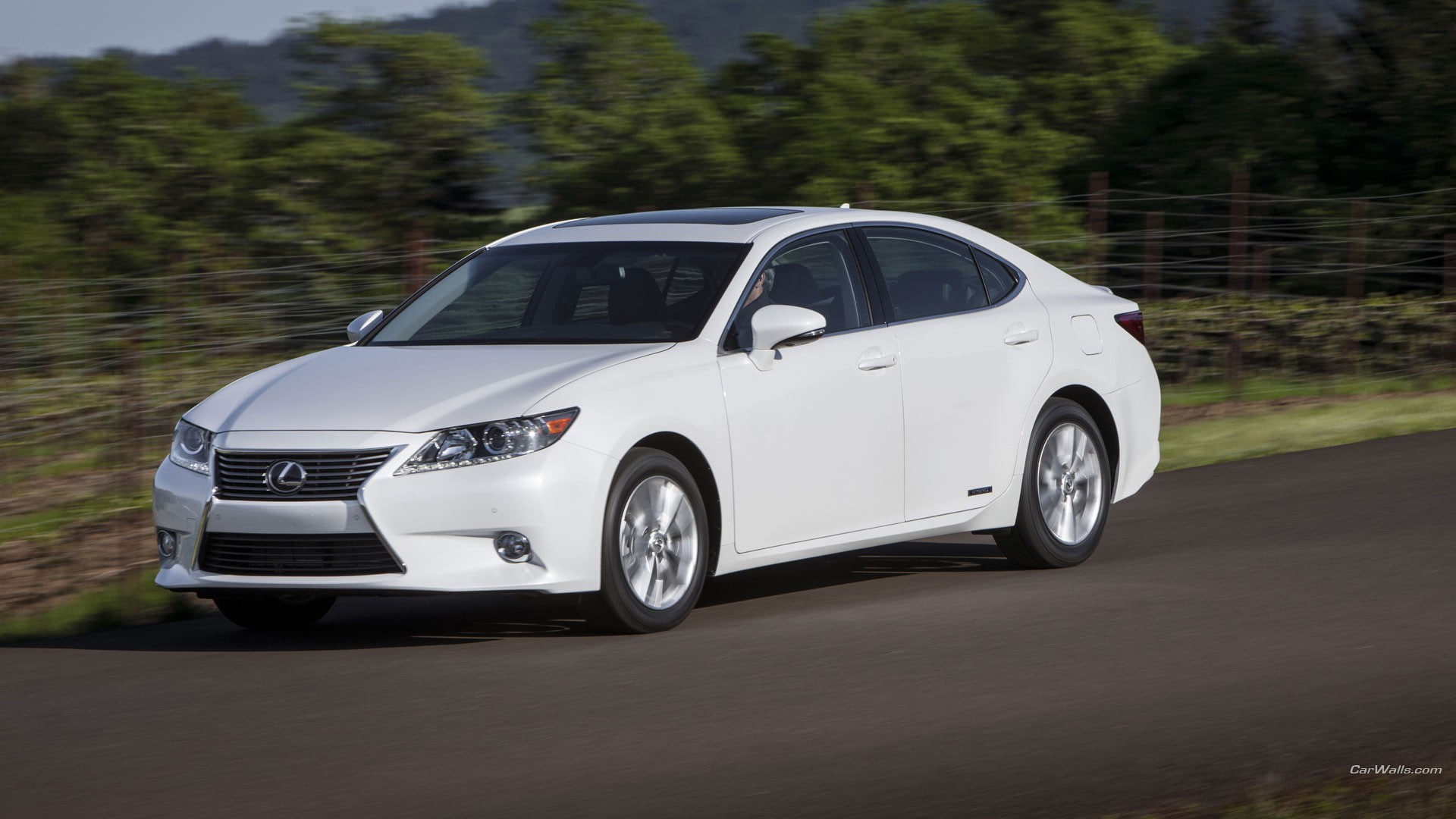 plant, transportation, white cars, land, stationary, motion, silver colored, Lexus, speed, car, wheel, city, tree, Lexus ES300h, no people, mode of transportation, HD Wallpaper