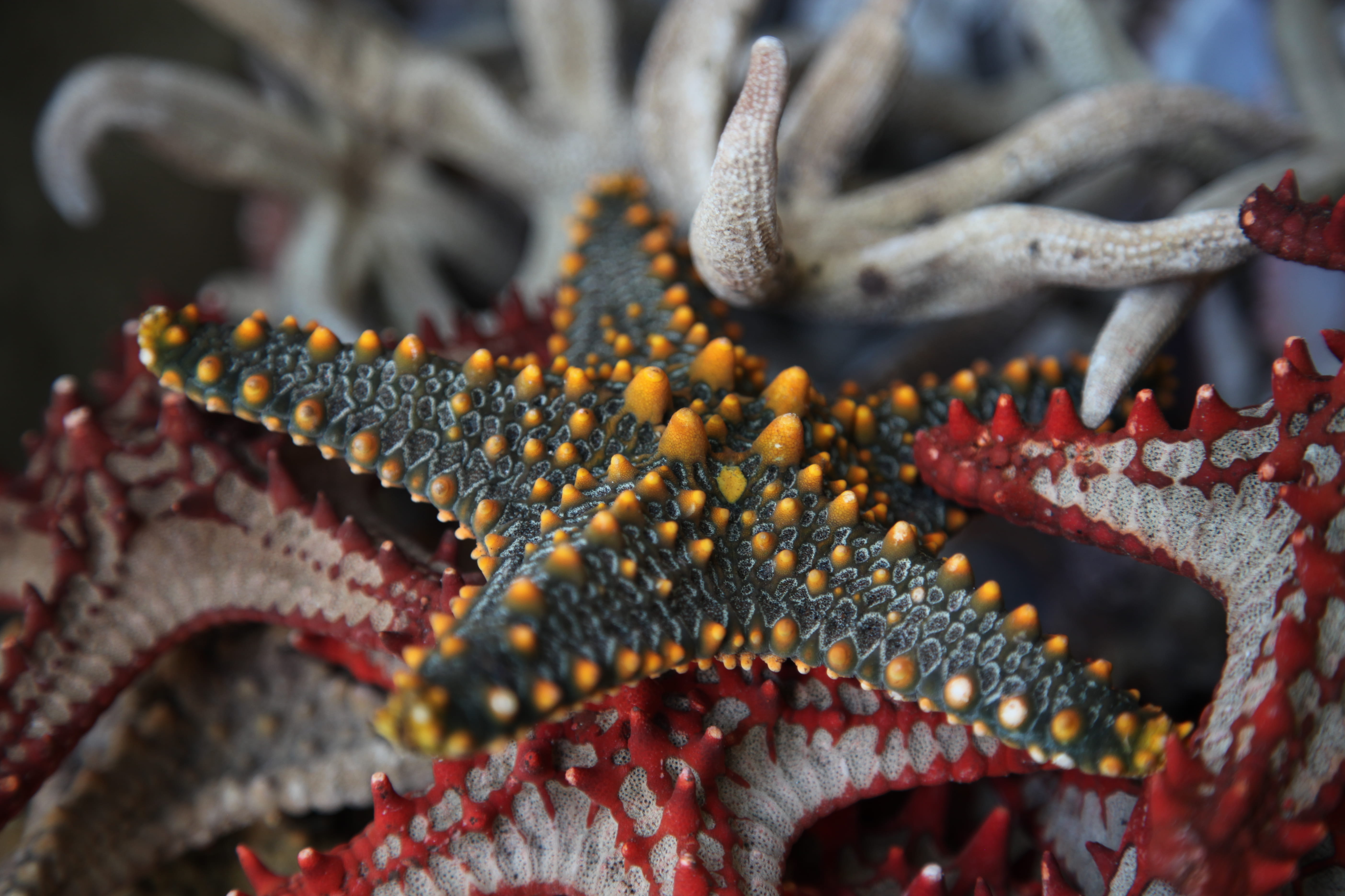 seacreatures, marine, shape, focus on foreground, colorful, zanzibar, animal, day, sea life, ocean, 5K, animal wildlife, selective focus, kivukoni fish market, HD Wallpaper