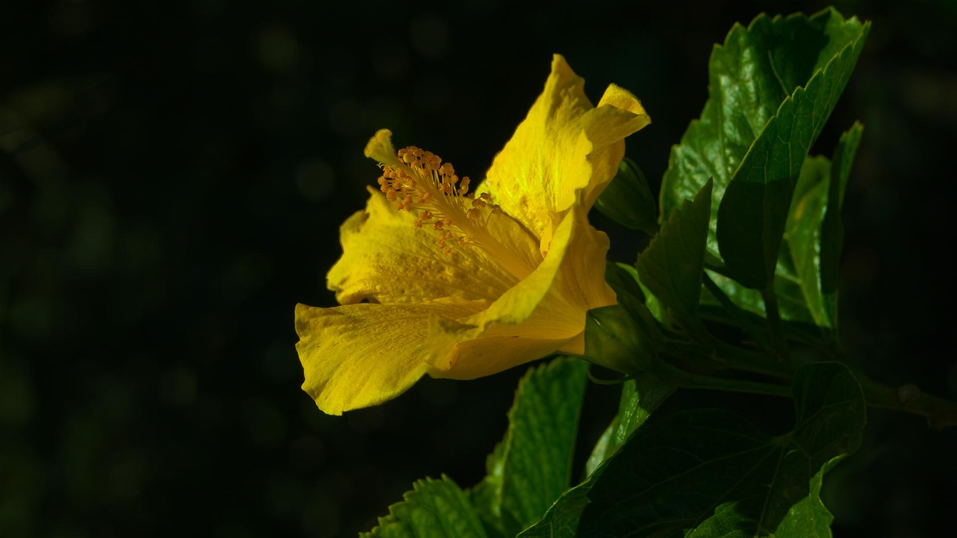flower, la, green, 3d and abstract, yellow, 1080P, califonia, rear blur, los angeles, front focused, HD Wallpaper