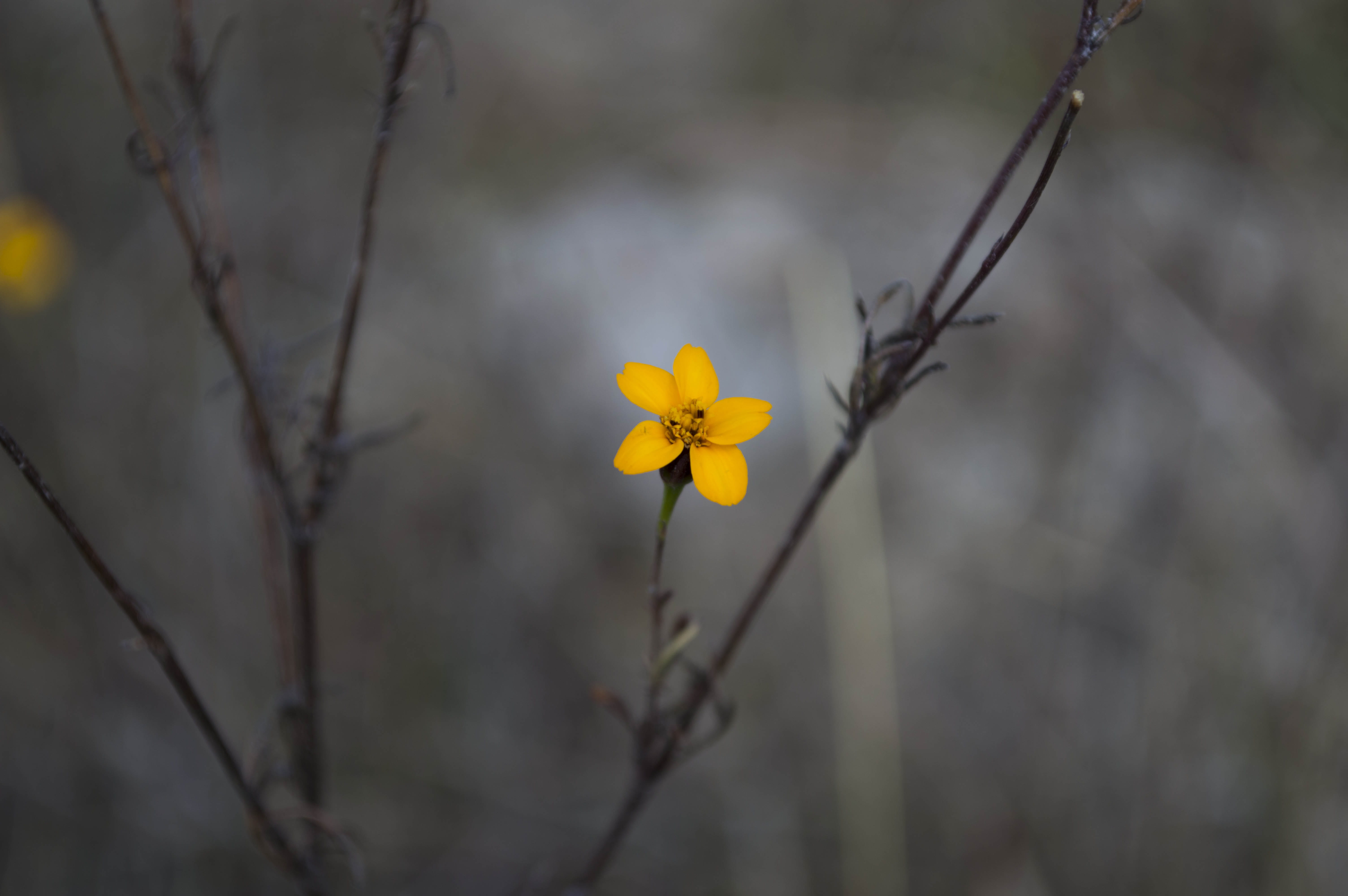 fragility, no people, petal, selective, photo, focus, focus on foreground, flower, plant, es, outdoors, close, season, day, springtime, freshness, close-up, HD Wallpaper