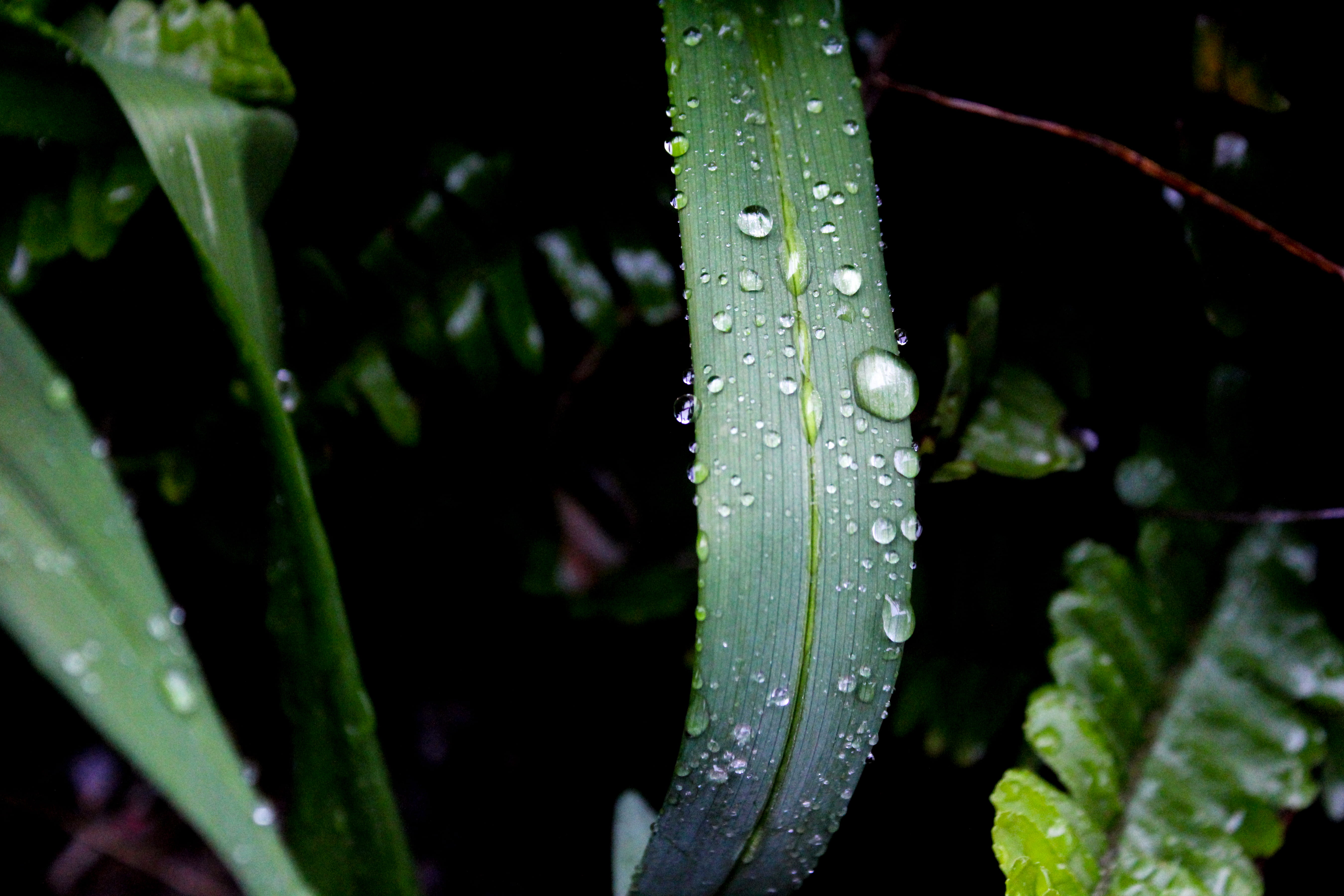 blade of grass, purity, plants, raindrops, environment, drop of water, macro, after the rain, drop, drops, dew, waterdrop, plant, selective focus, nature, HD Wallpaper