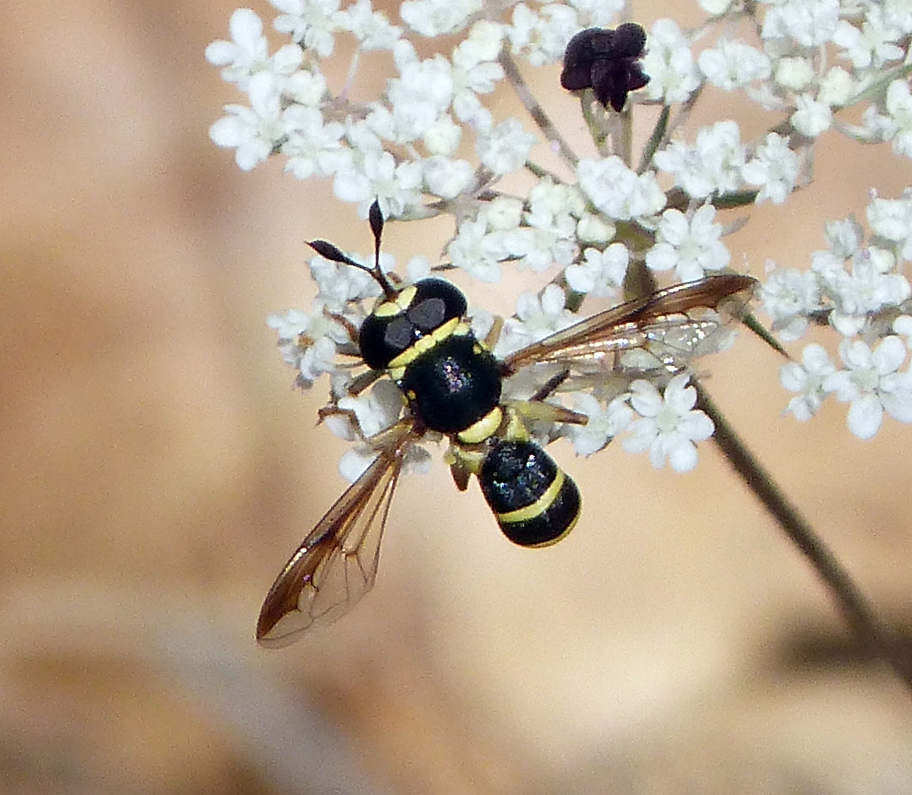 pollen, taxonomy, photography, close-up, nature, petaled, flowers, 720P, bee, close, zipping, honey, Conopidae, Syrphidae, Ceriana vespiformis, macro, HD Wallpaper