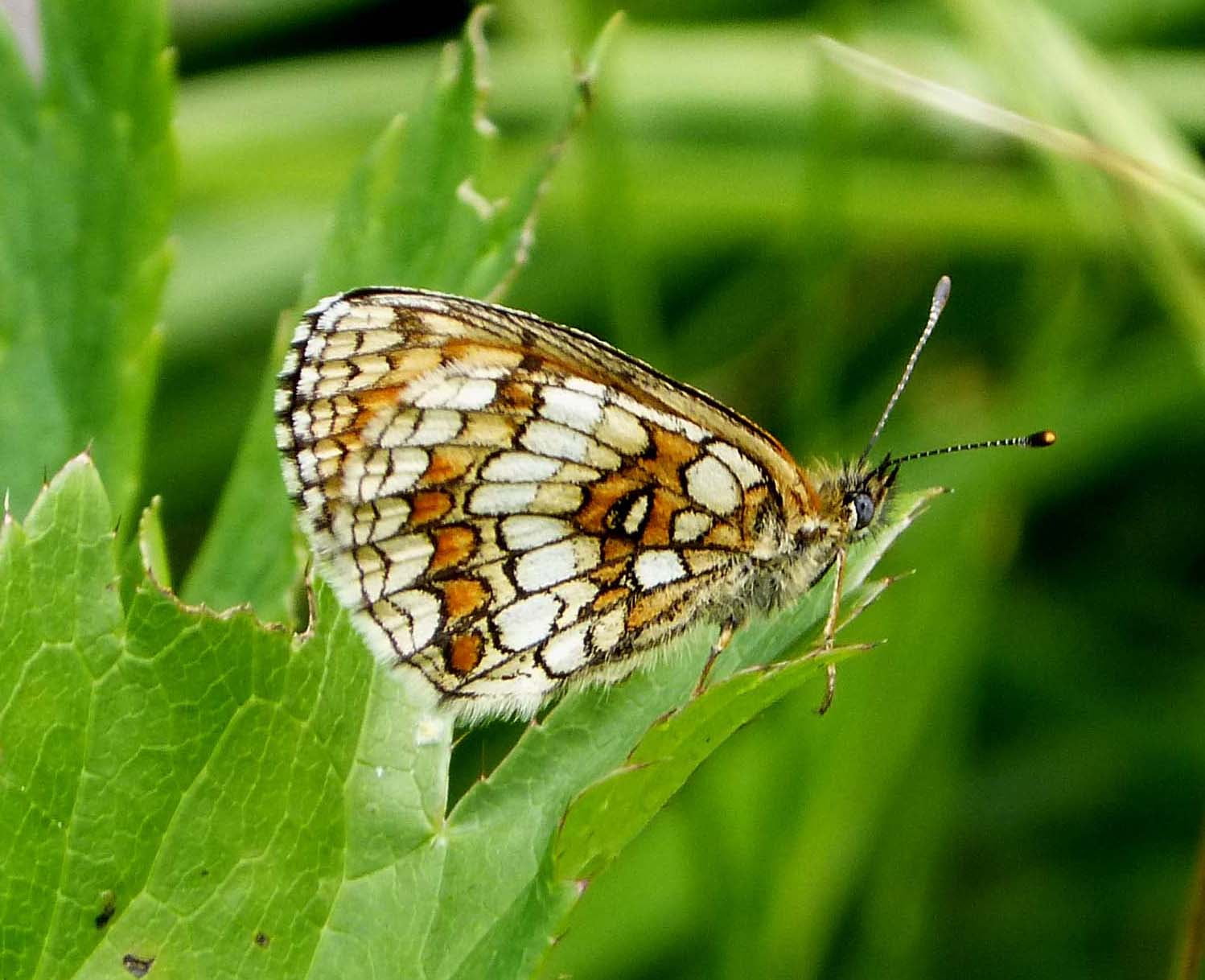 taxonomy, green, butterfly, beige, black, Heath Fritillary, leaf, brown, macro, top, butterfly - Insect, underwing, close-up, beauty In Nature, insect, HD Wallpaper