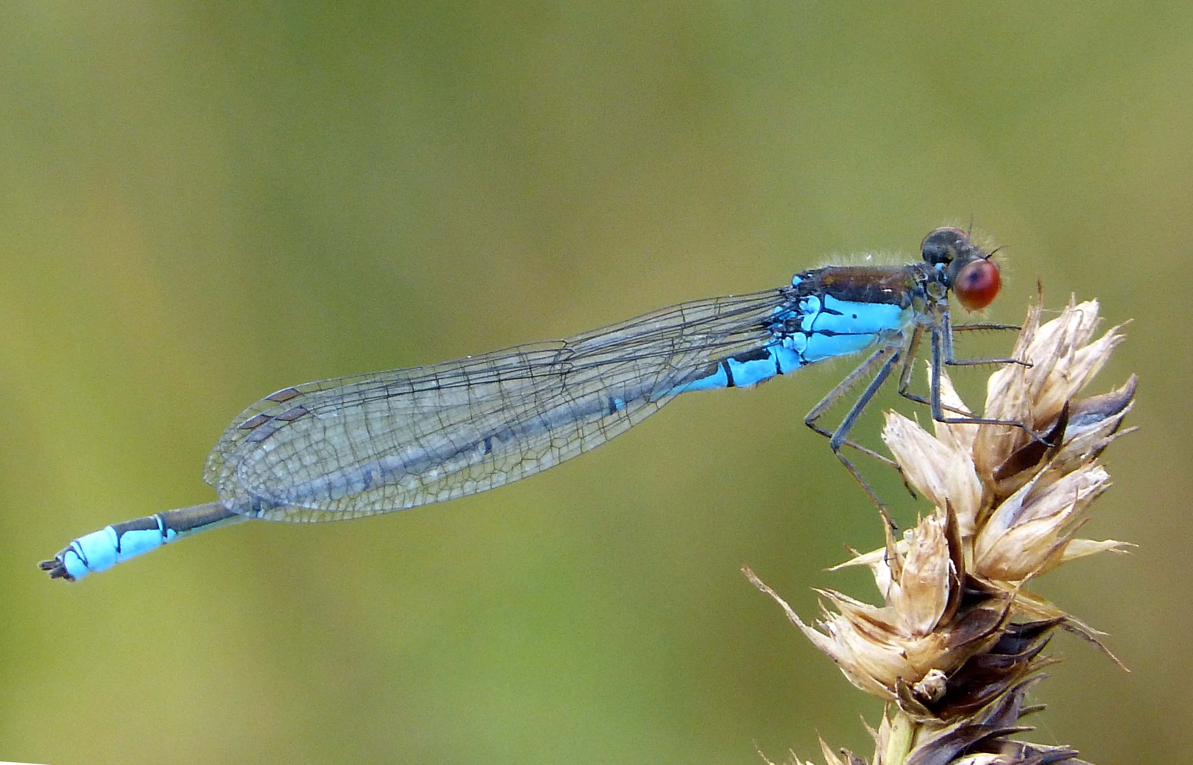 black, animal Wing, taxonomy, Red-eye, animal, 4K, Erythromma viridulum, damselfly, summer, blue, Erythromma  viridulum, binomial, Small, close-up, insect, HD Wallpaper