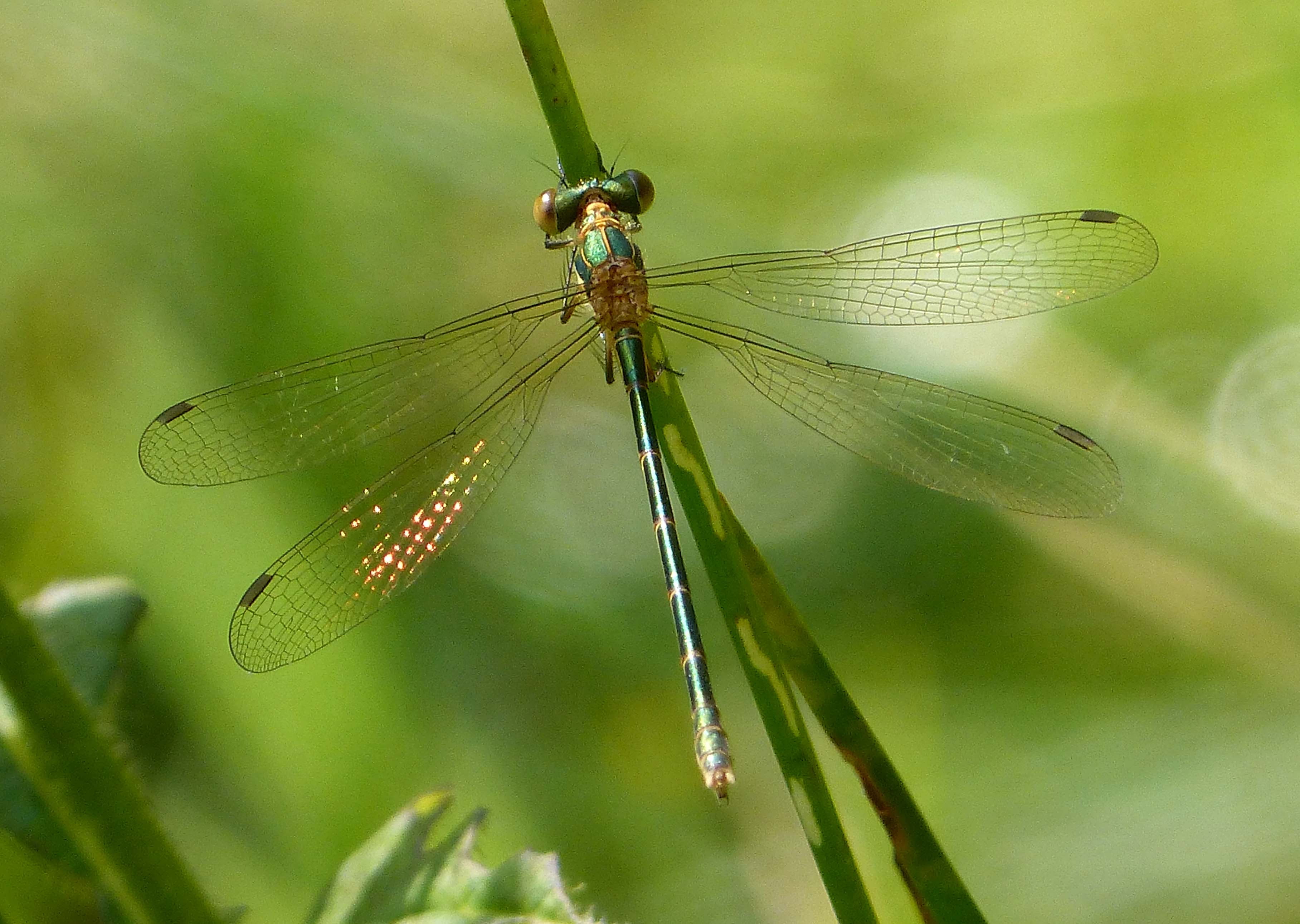 wildlife, animal, insect, green, photo, Emerald Damselfly, summer, grass, animal Wing, close-up, Common  Emerald, 2K, macro, Common Emerald, Lestes  sponsa, HD Wallpaper
