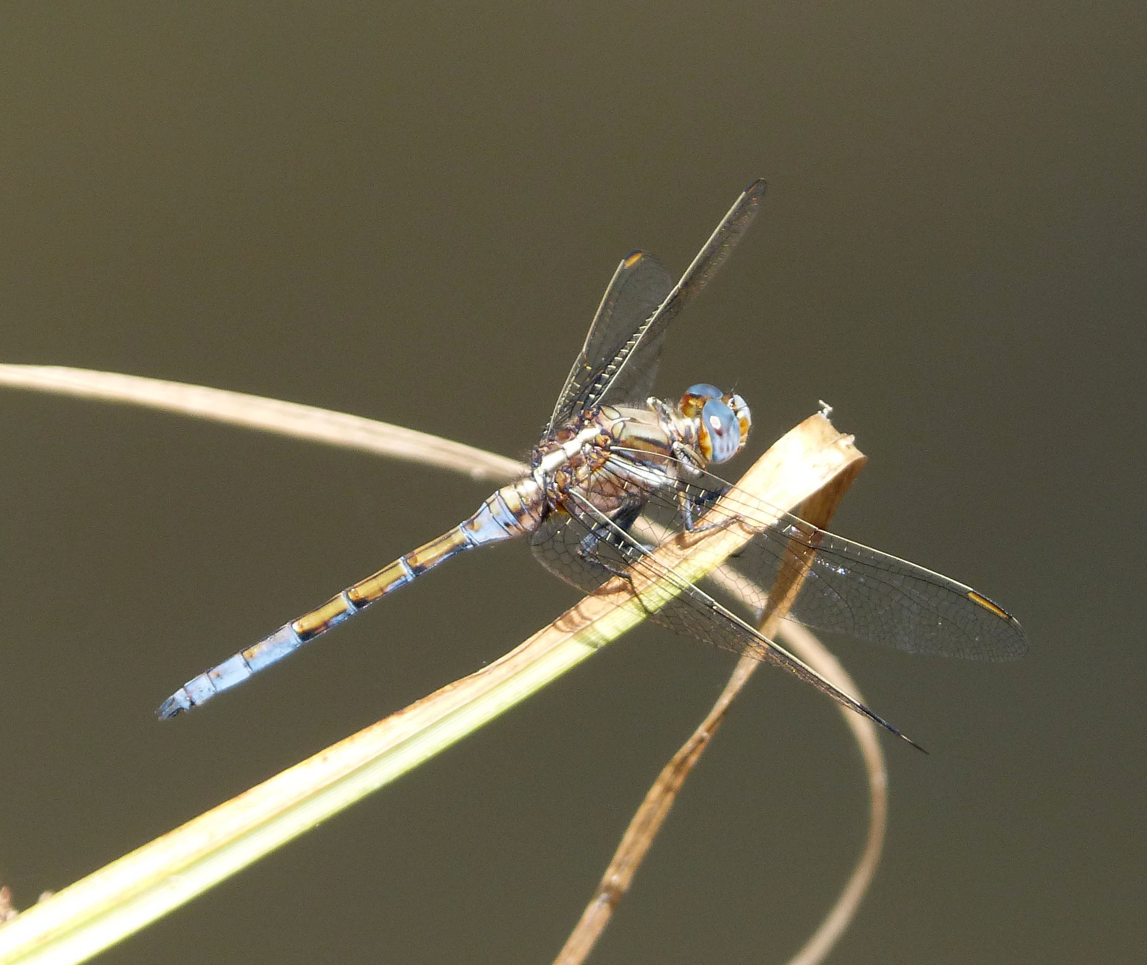 Maturing, wildlife, Orthetrum  chrysostigma, animal Wing, nature, perched, grass, brown, close-up, Orthetrum chrysostigma, animal, Dragonflies, Spain, binomial, HD Wallpaper