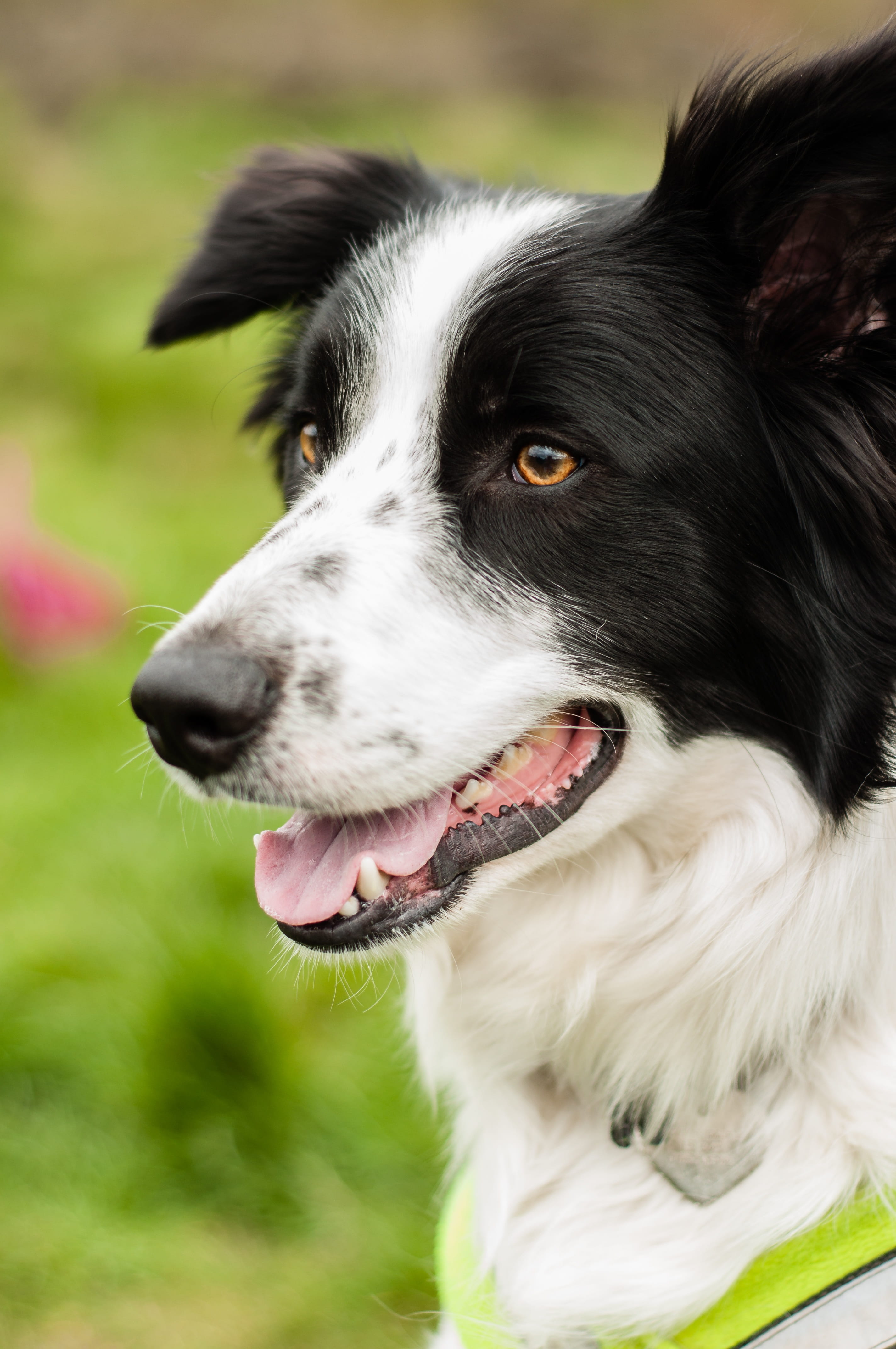 dog, mammal, 4K, adorable, coated, snout, no people, white, boarder collie, animal, domestic, looking away, animal themes, panting, field, animal head, Phone HD Wallpaper