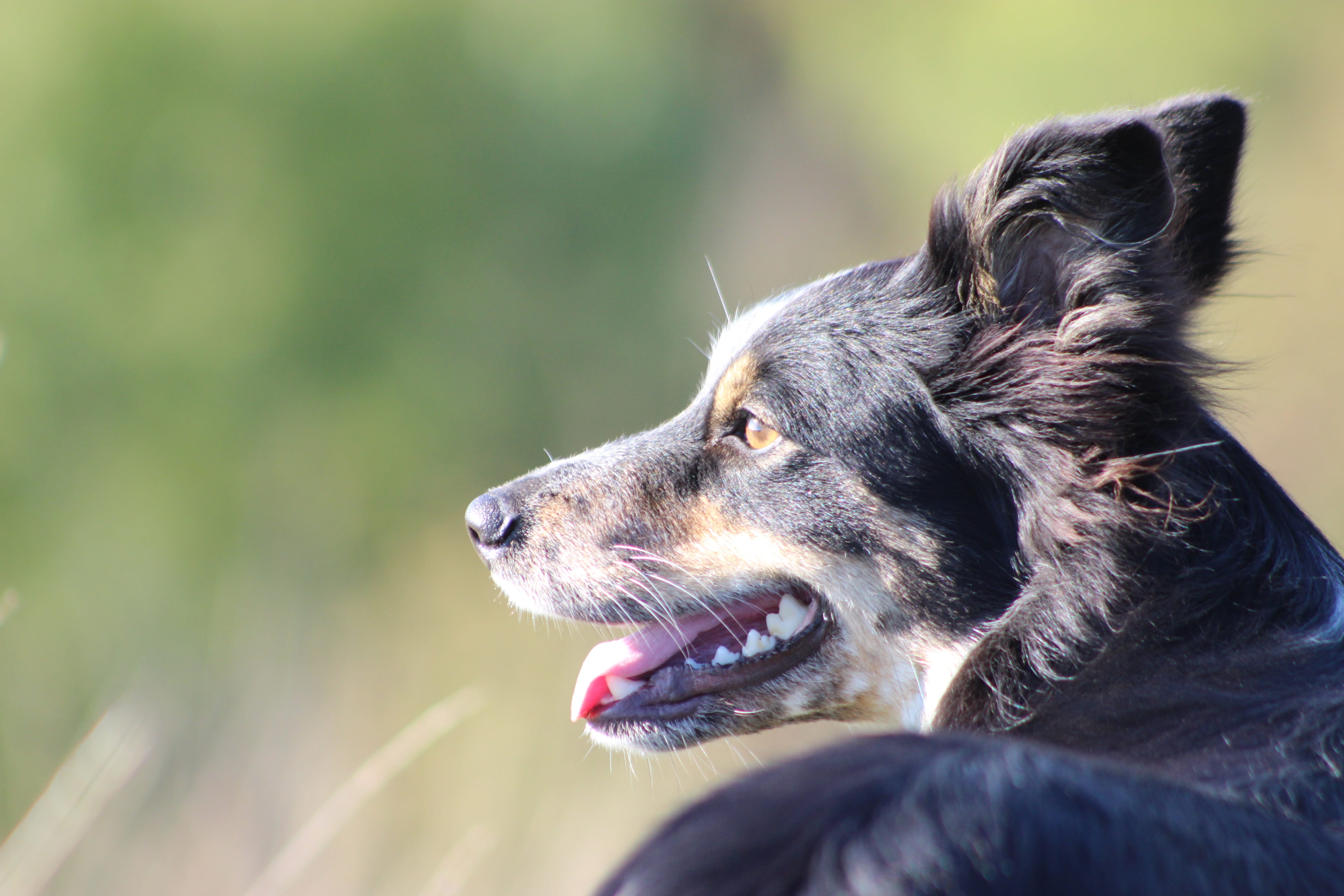 animal tongue, purebred dog, animal body part, domestic animals, no people, canine, boarder collie, animal themes, looking, day, looking away, mouth, mouth open, HD Wallpaper