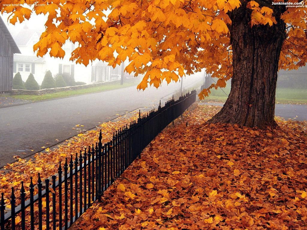 art, road, hd, leaves, tree, 480P, other, virgina, fog, beauty, nature, s, HD Wallpaper