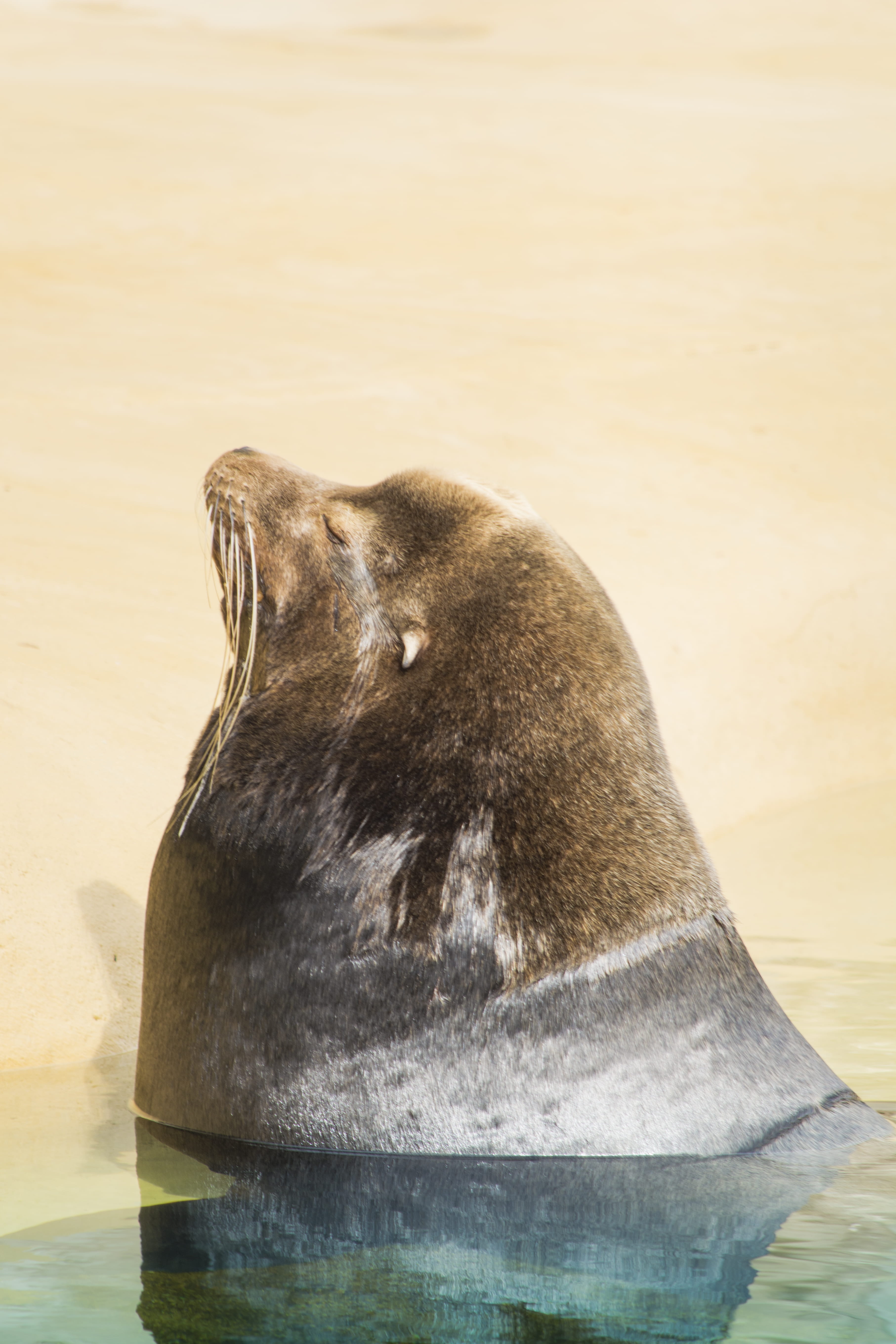 seal, water, zológico, animal, mammal, no people, zoo sea lion, relaxing, outdoors, león relajado, tomando el sol, aquatic mammal, close-up, one animal, Phone HD Wallpaper