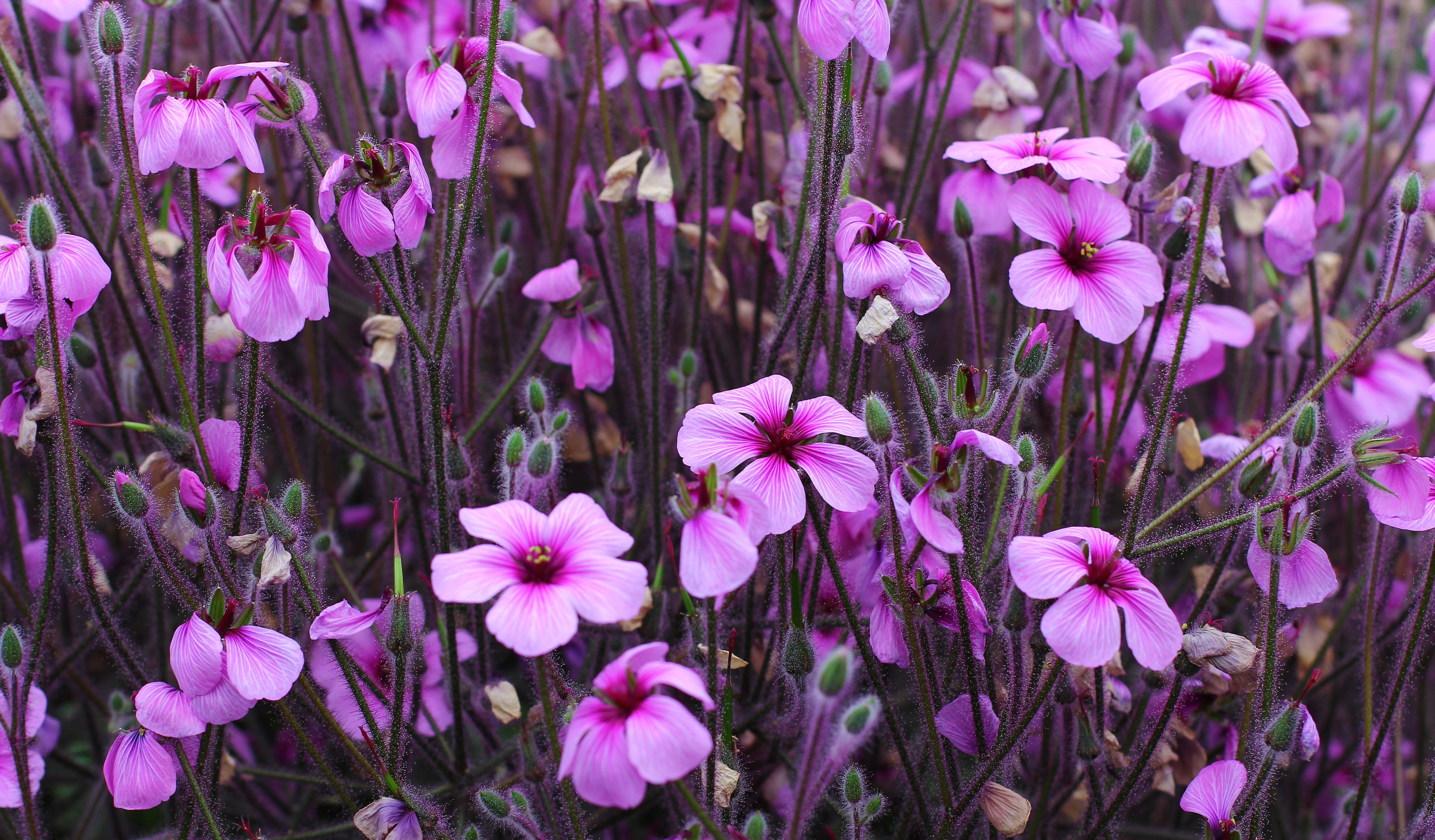 flowers, flower power, nature, photography, outdoor, Geranium robertianum, Blumen, pink, 4K, Natur, HD Wallpaper