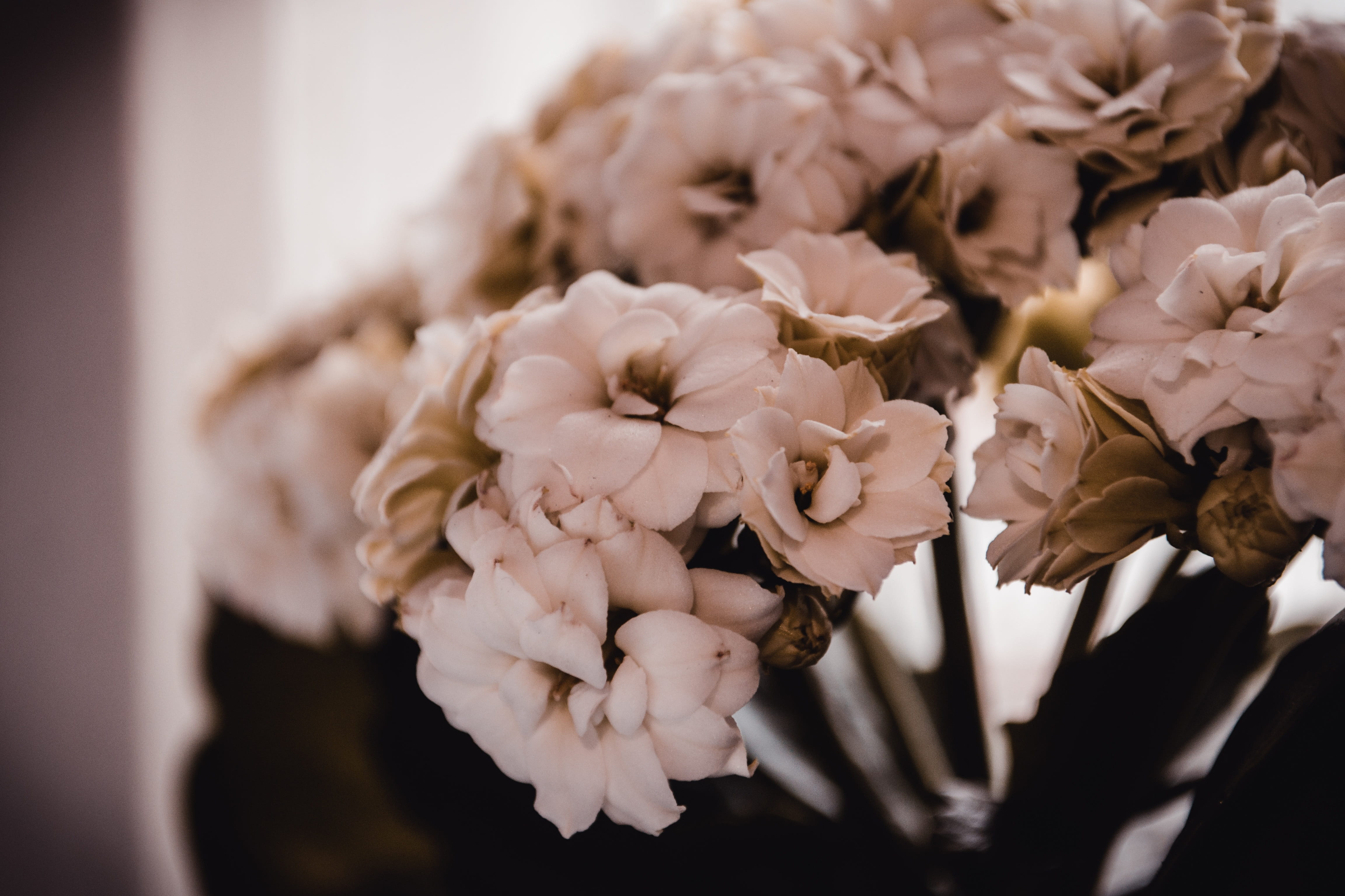 fragility, flora, growth, plant, natural, day, blooming, no people, flower head, vulnerability, aroma, white color, colors, selective focus, close-up, flowering plant, HD Wallpaper