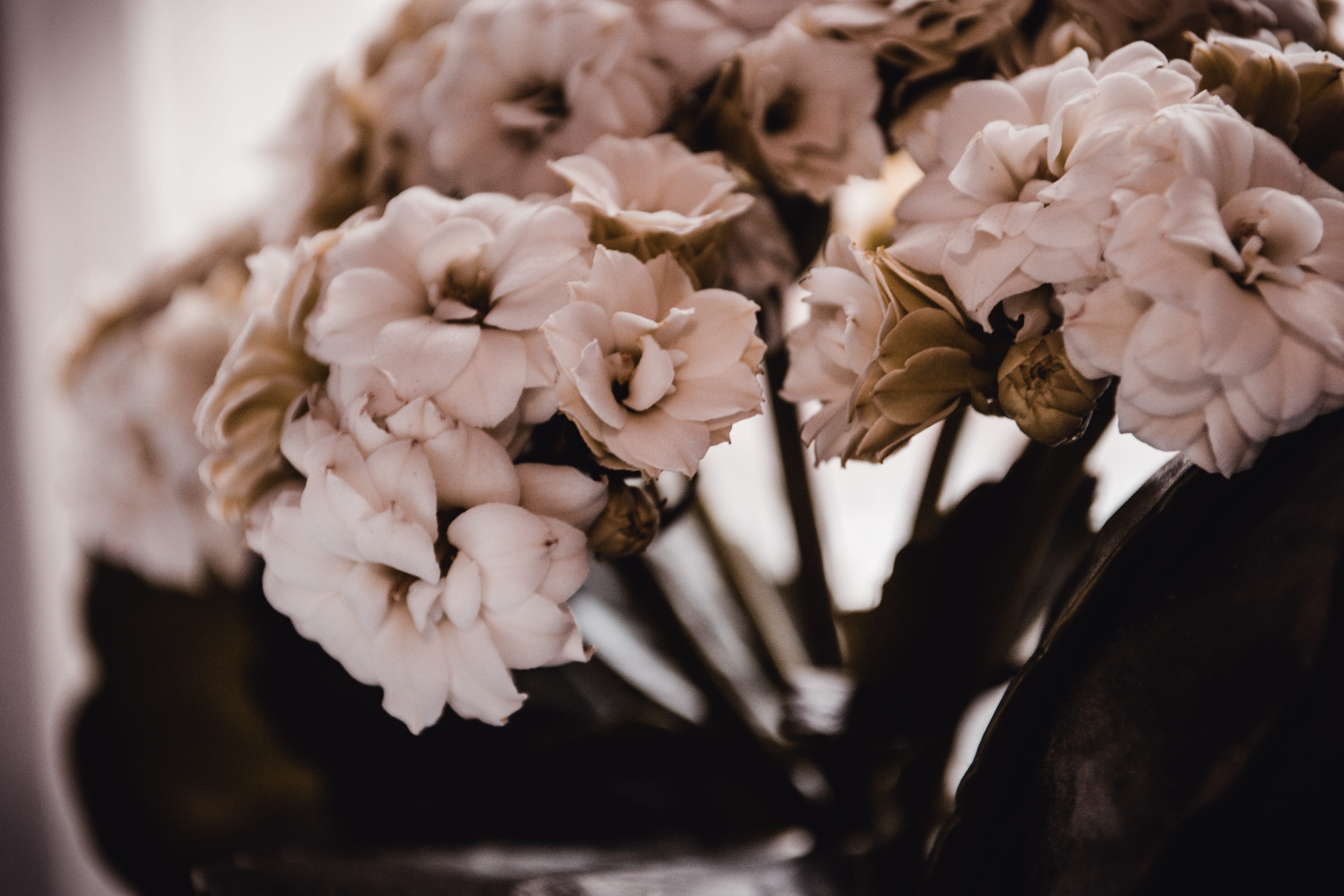 freshness, nature, beauty in nature, spring, plant, bouquet, vulnerability, flower head, bunch of flowers, flora, flower arrangement, white color, selective focus, HD Wallpaper