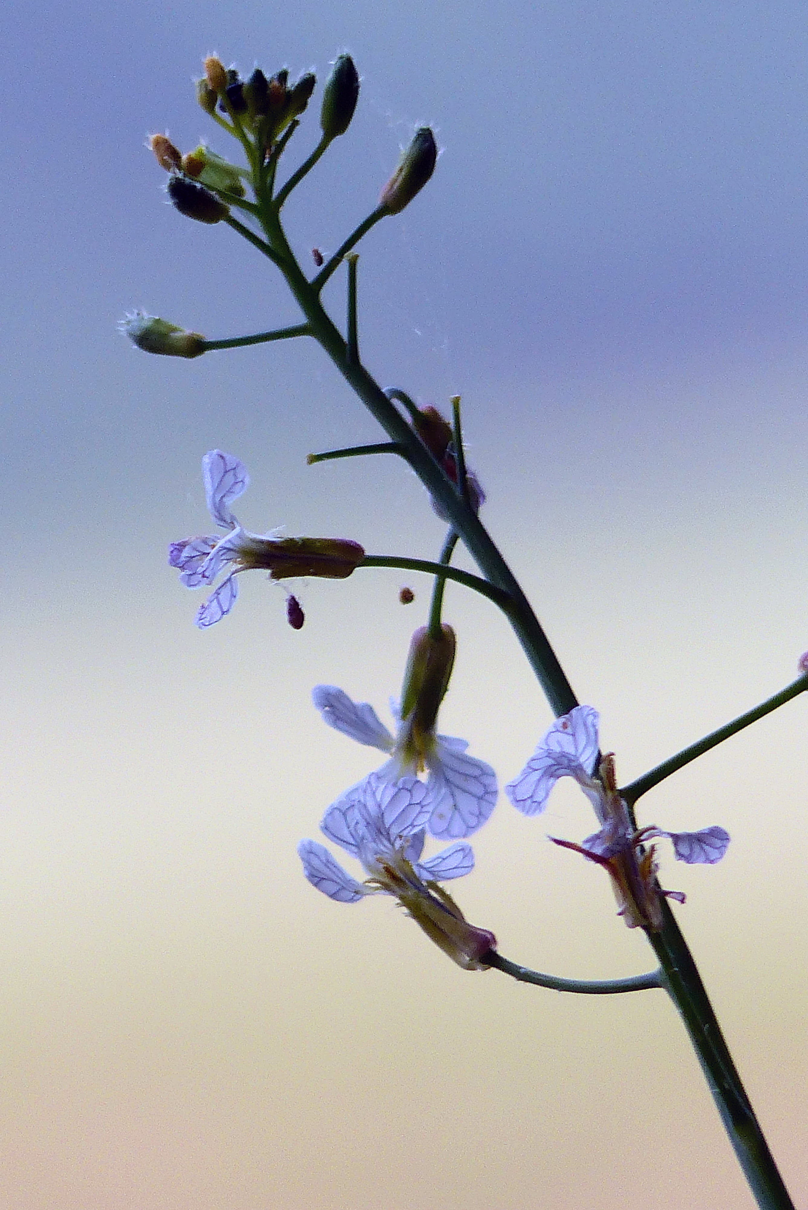 flowers, blumen, plant, nature, sky, Existence, flower, purple flower, natur, leben, springtime, branch, makro, shallow, blue, live, photo, macro, existenz, Phone HD Wallpaper