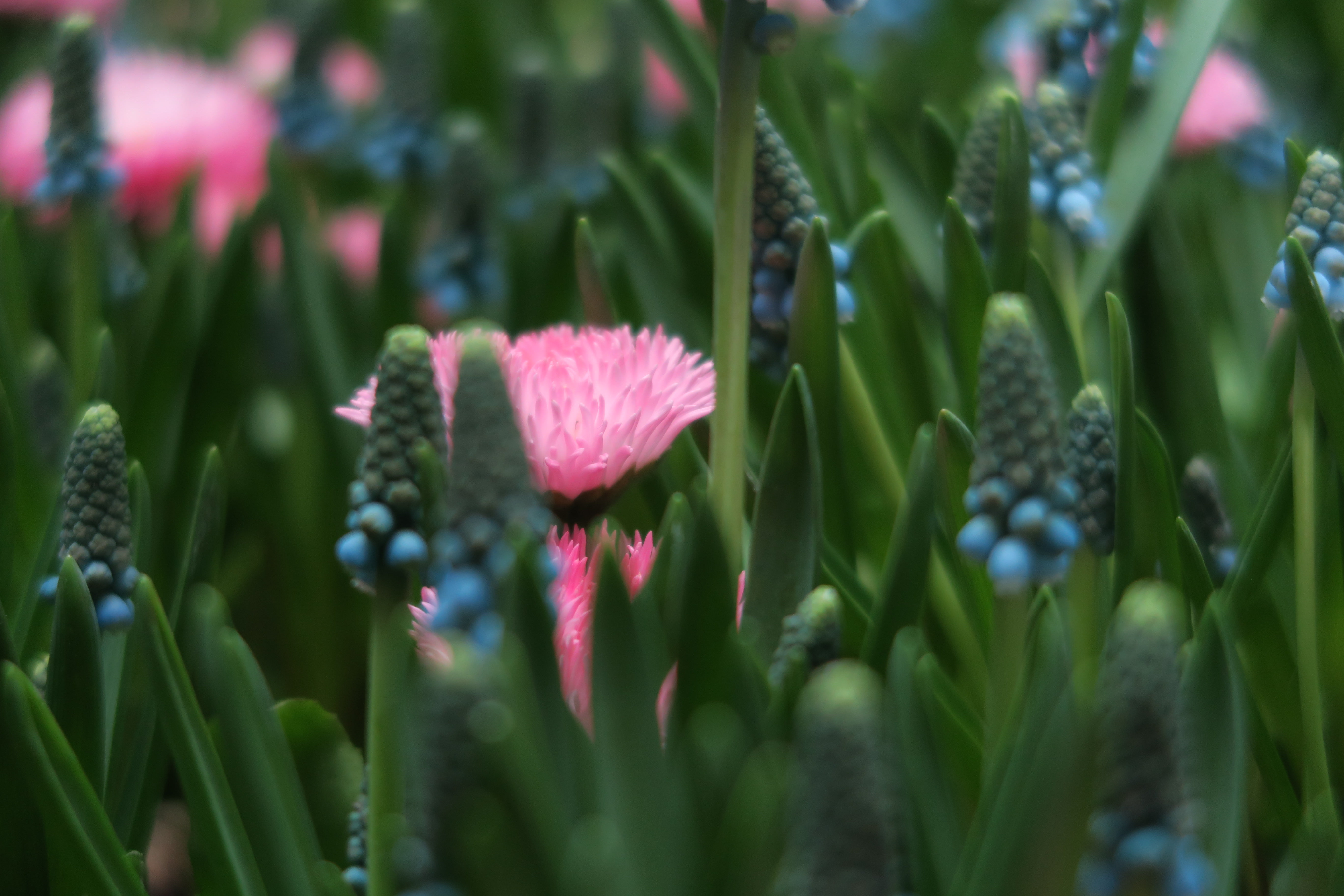 Ice plant, hyacinth, ice, 5K, flower, Frühling, blossom, green Color, flower Head, plant, daytime, plant field, field, spring, Bellis perennis, Blumen, HD Wallpaper
