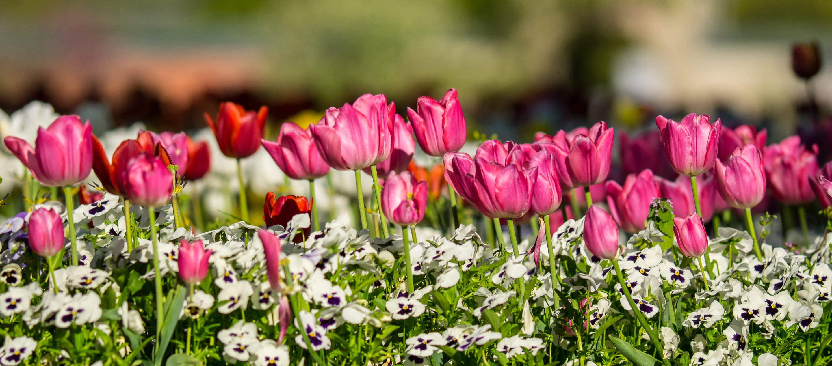 morning, summer, springtime, frühling, flower, outdoors, flower Head, plant, season, pink Color, beauty In Nature, Tulips, multi Colored, freshness, tulip, HD Wallpaper