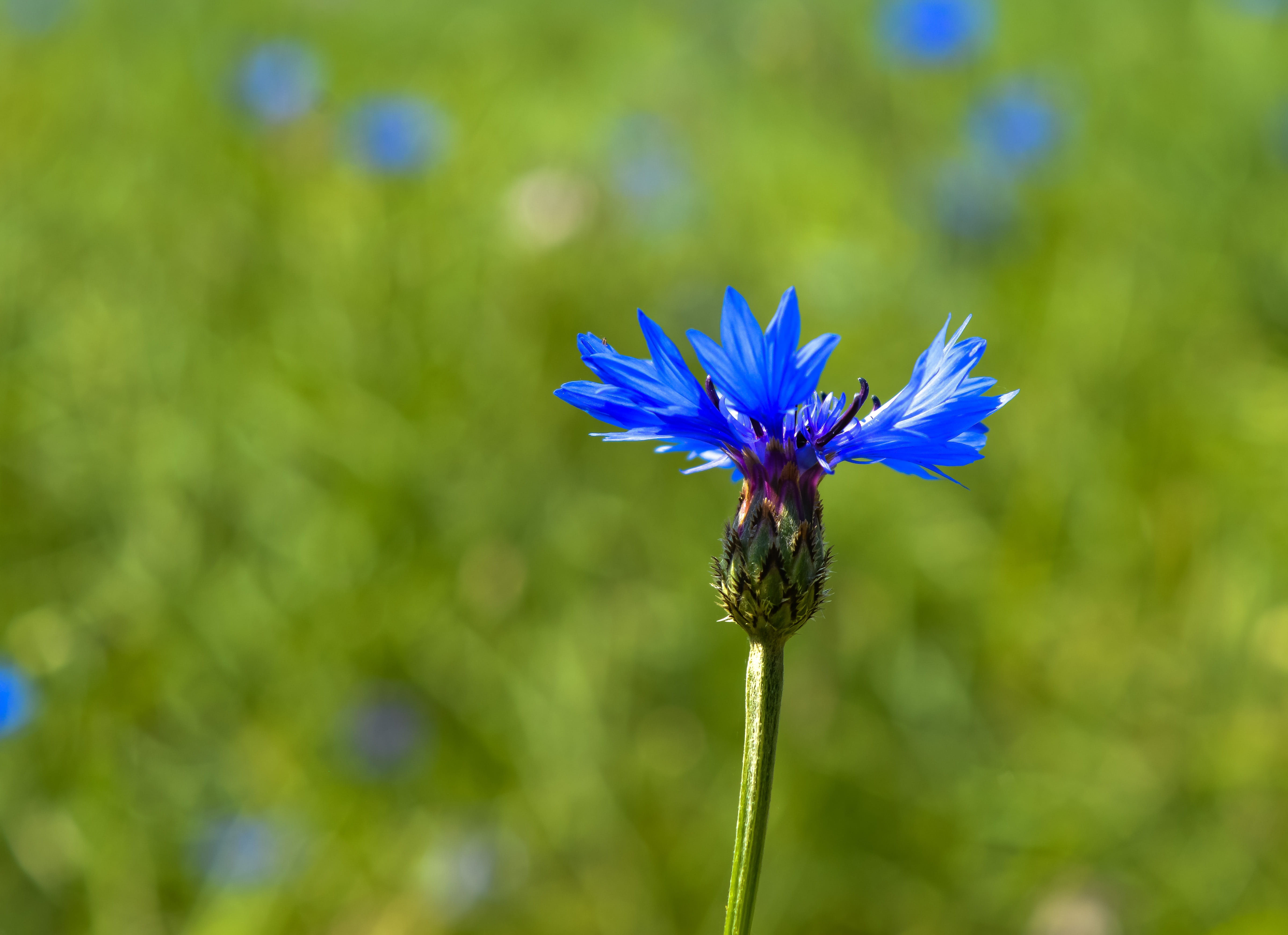 nature, plant stem, summer, inflorescence, animal themes, petal, landscape, destination, close-up, flower head, romantic, pollination, pollen, trees, no people, HD Wallpaper