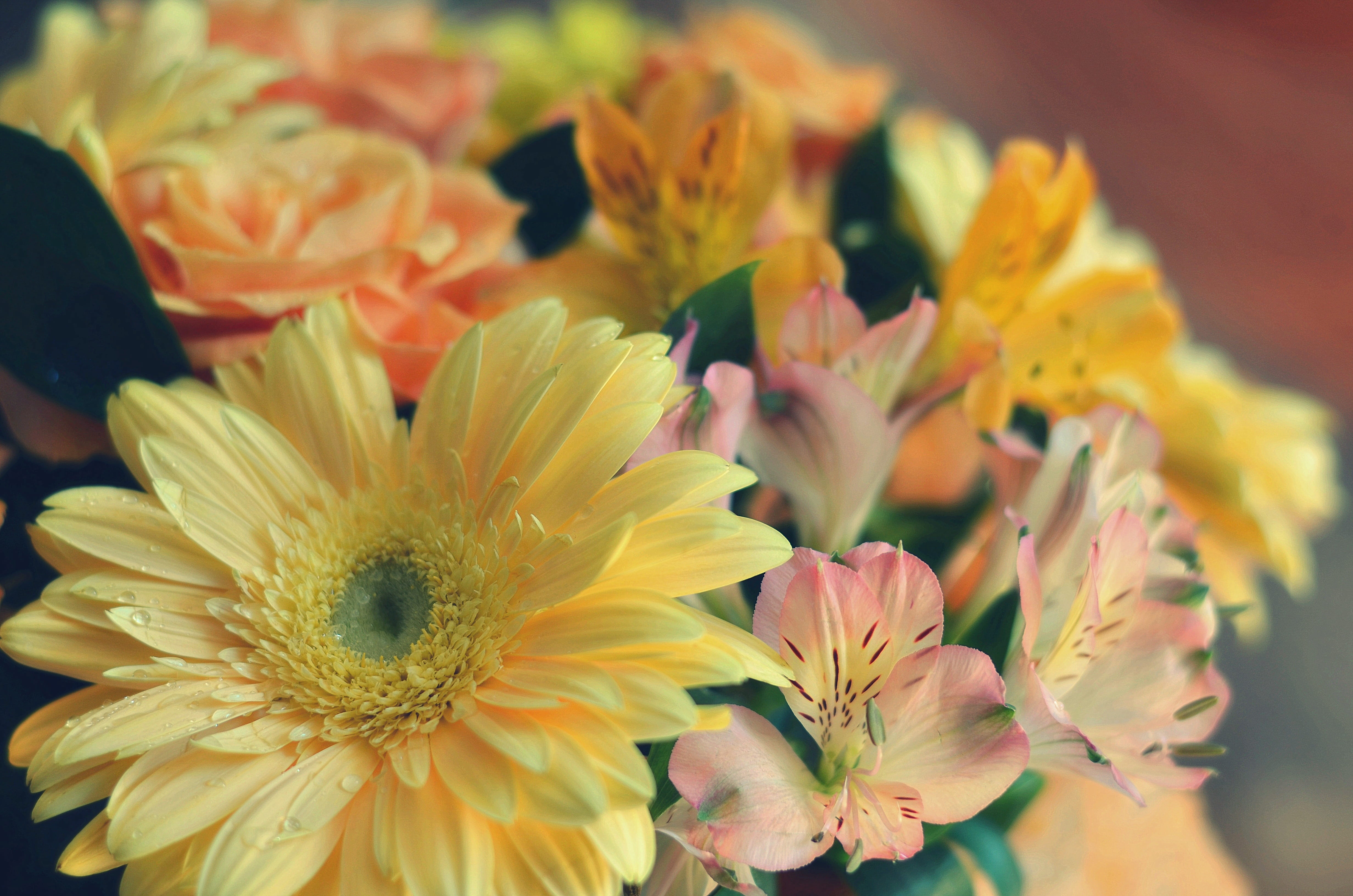 pink, bloom, petals, fragility, flower arrangement, botanical, flower, growth, plant, bunch of flowers, bud, focus on foreground, flora, beauty in nature, HD Wallpaper