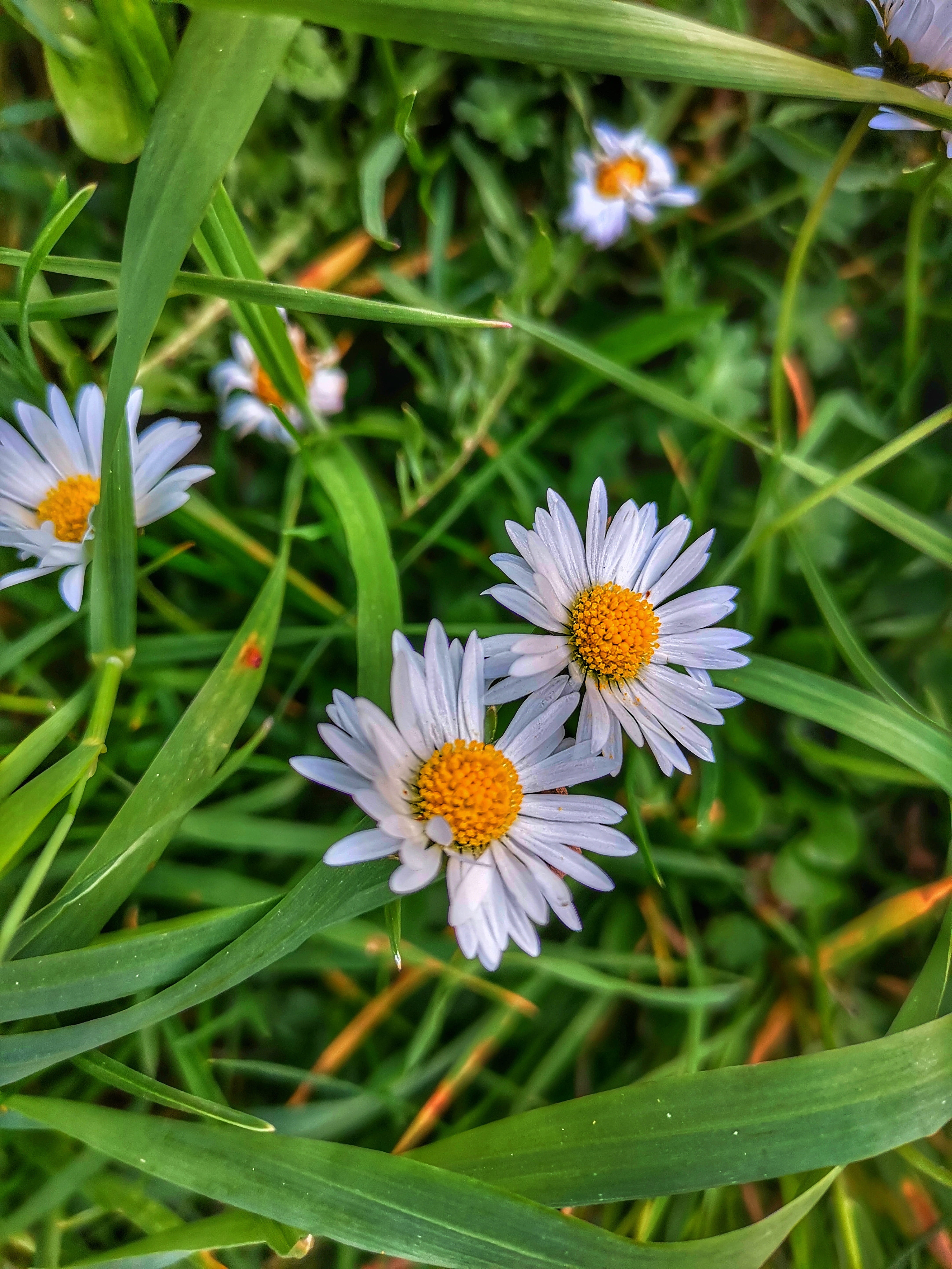 details, flower, focus on foreground, growth, daisy, vulnerability, flora, flowers, no people, pollen, nature, plant, green color, blumen, grenn, day, 5K, Phone HD Wallpaper