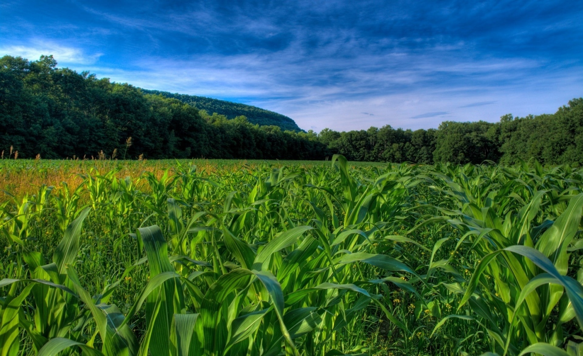 growth, no people, crop, maize, Landscape, outdoors, Nature, land, tranquil scene, green color, farm, cloud - sky, corn, sky, environment, green, plantation, HD Wallpaper