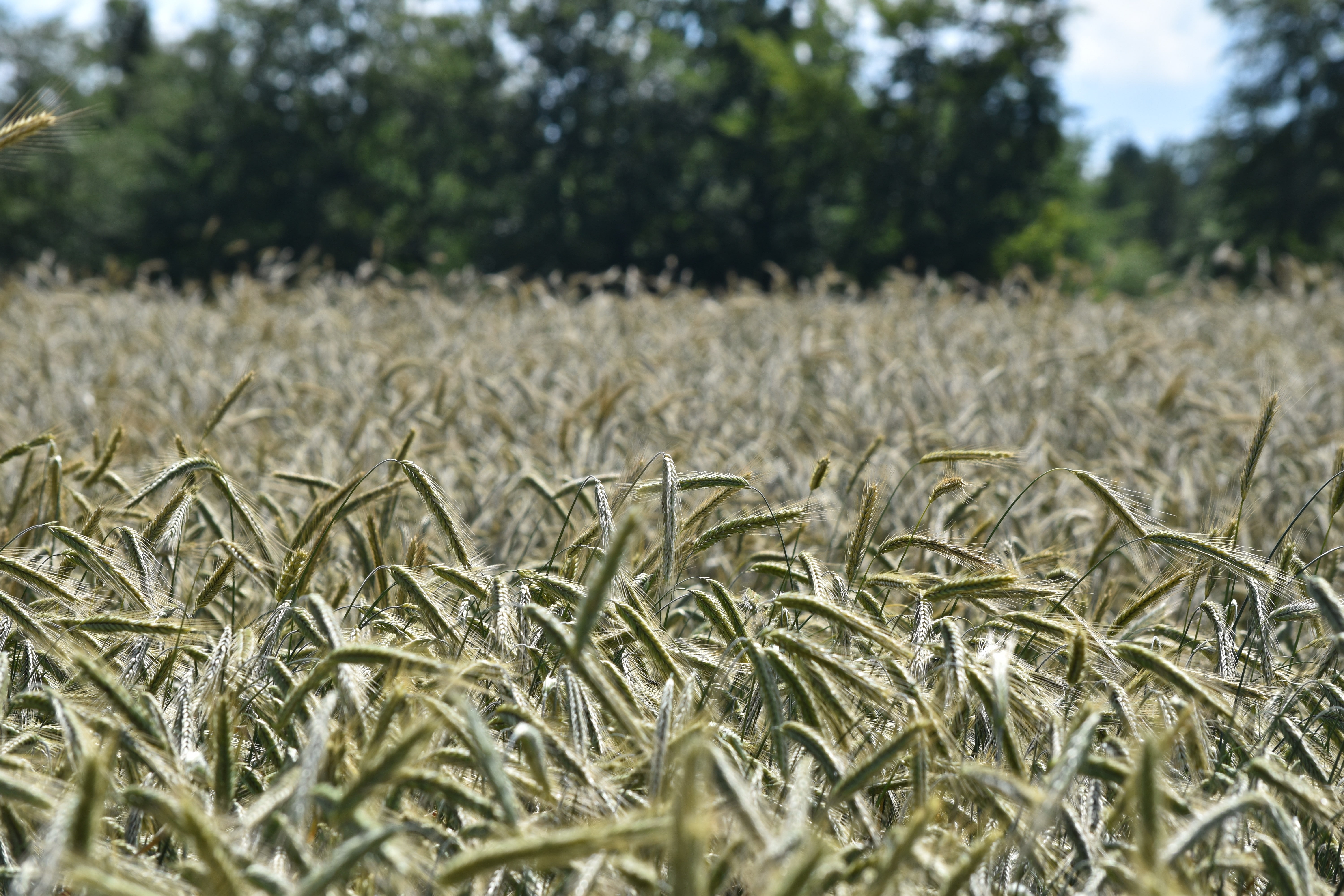 corn, nature, field, 5K, HD Wallpaper