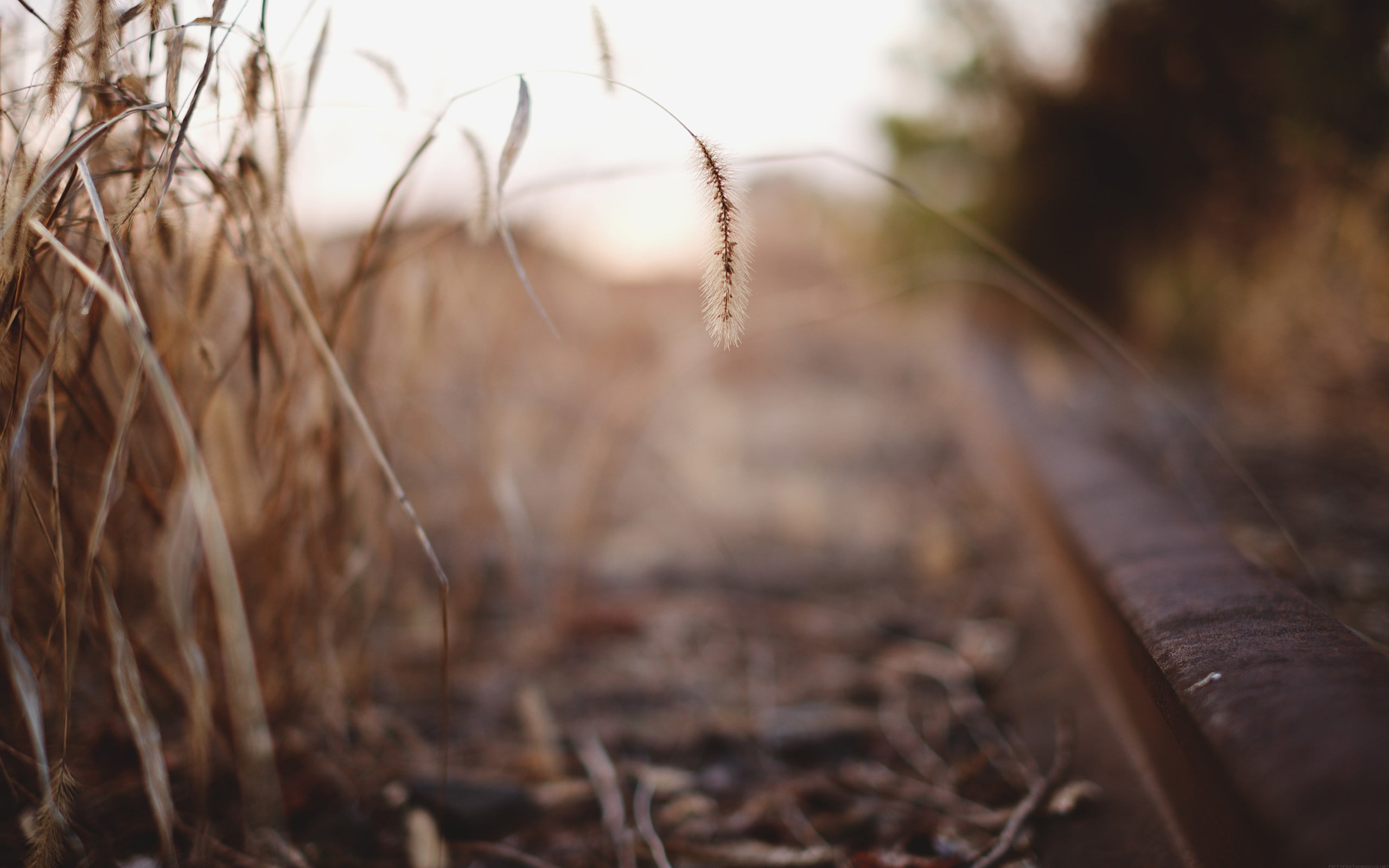 spikelets, photography, corn, depth of field, 2K, nature, HD Wallpaper