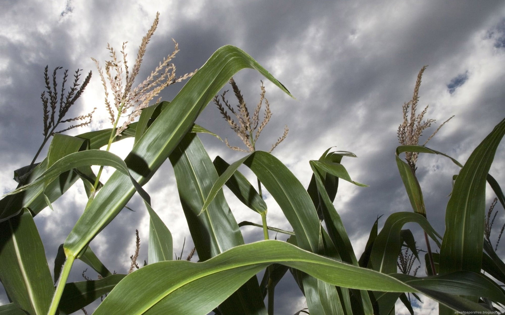 plant, corn, outdoors, field, plant part, growth, no people, flowers, cloud - sky, 1080P, green color, nature, agriculture, beauty in nature, sky, cereal plant, HD Wallpaper