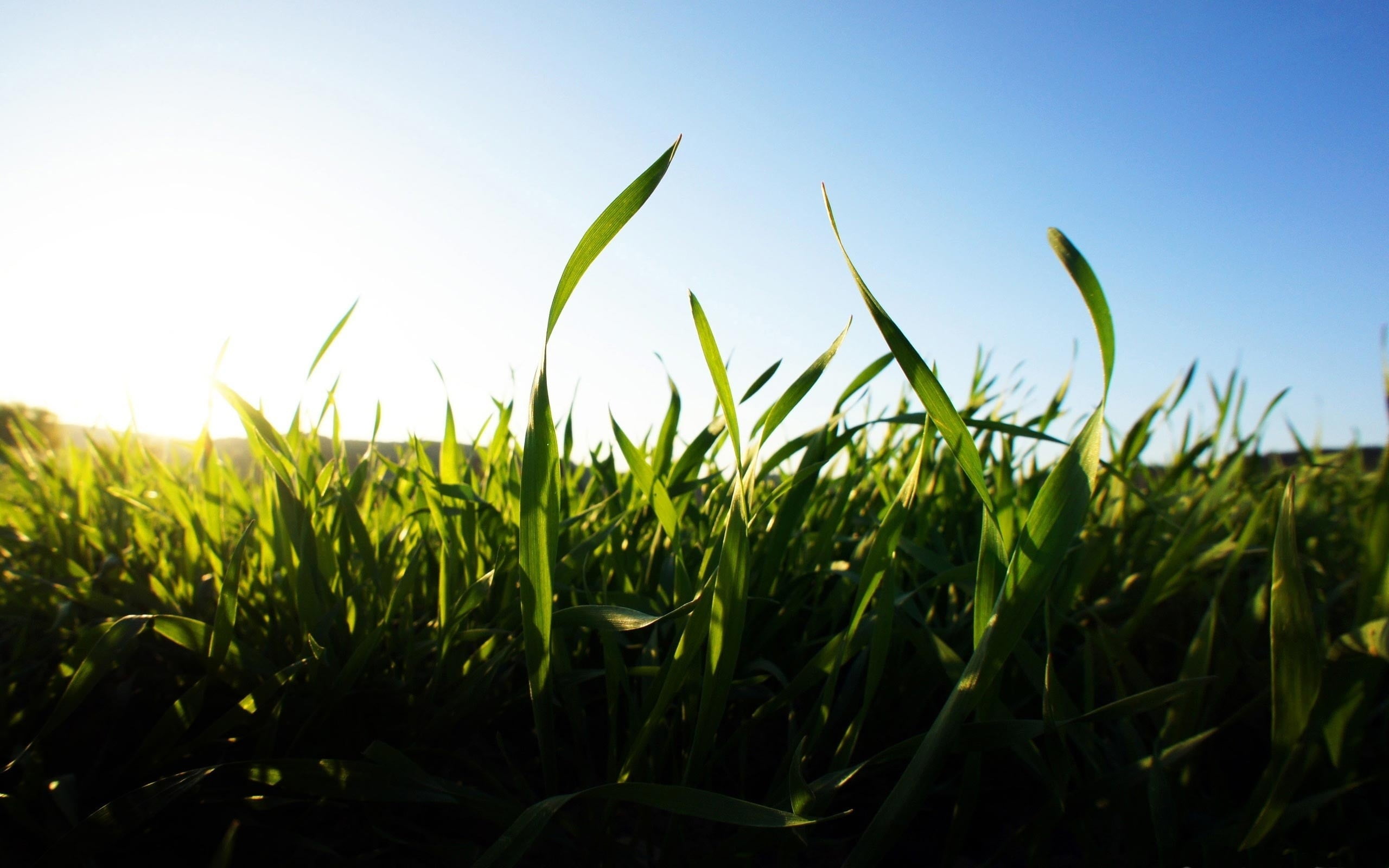 nature, clear sky, agriculture, outdoors, crop, corn, tranquility, rural scene, landscape, cereal plant, plants, corn - crop, beauty in nature, no people, HD Wallpaper