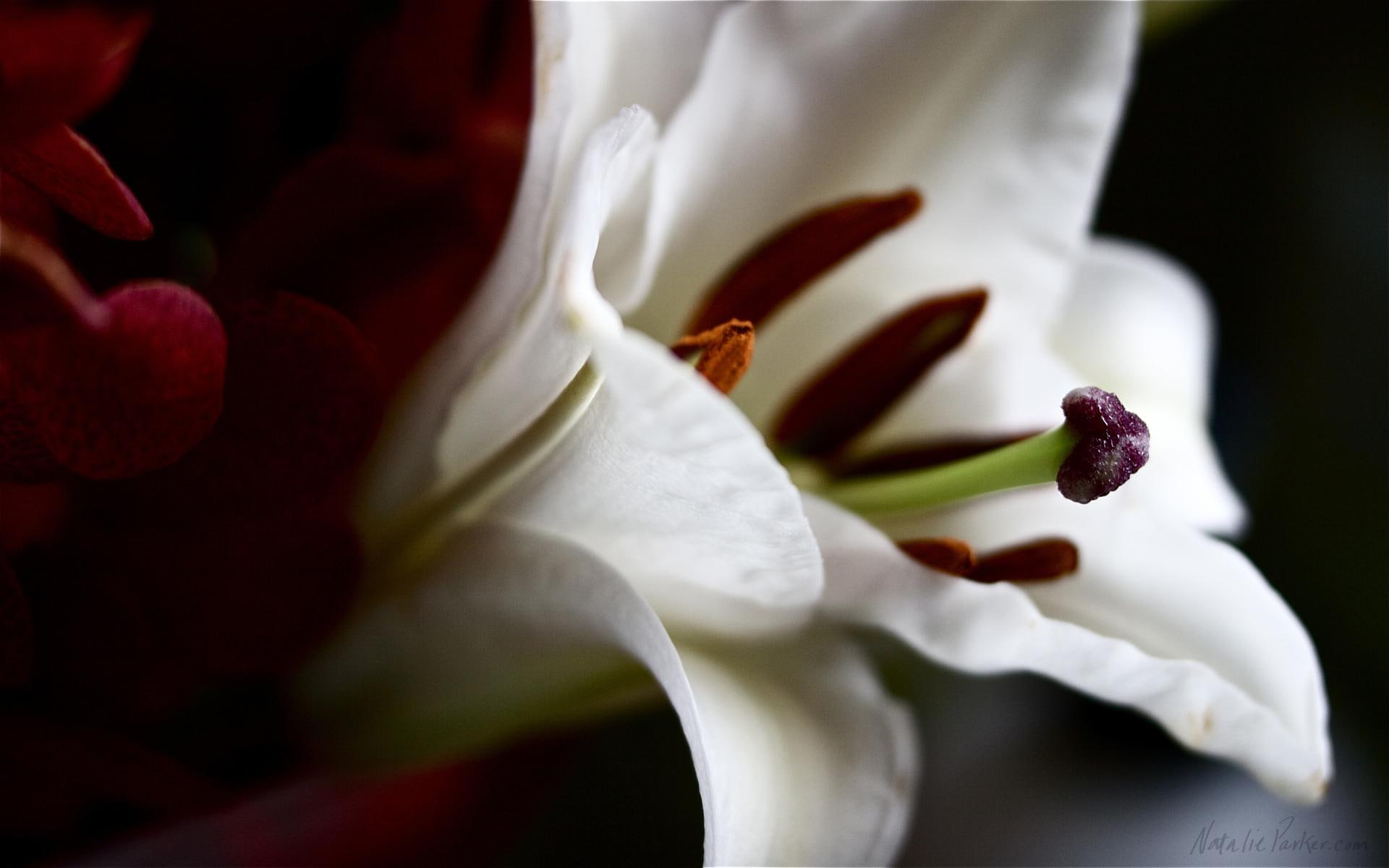 white, 3d and abstract, 1080P, dramatic, white lily, flower, lily, HD Wallpaper