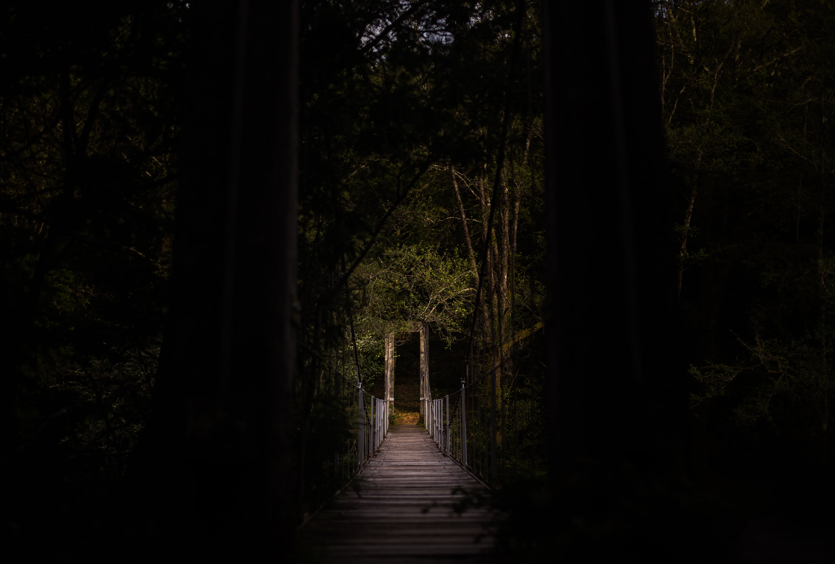 no people, the way forward, plant, branches, direction, architecture, land, trees, built structure, timber bridge, woods, bridge, connection, scenics - nature, HD Wallpaper