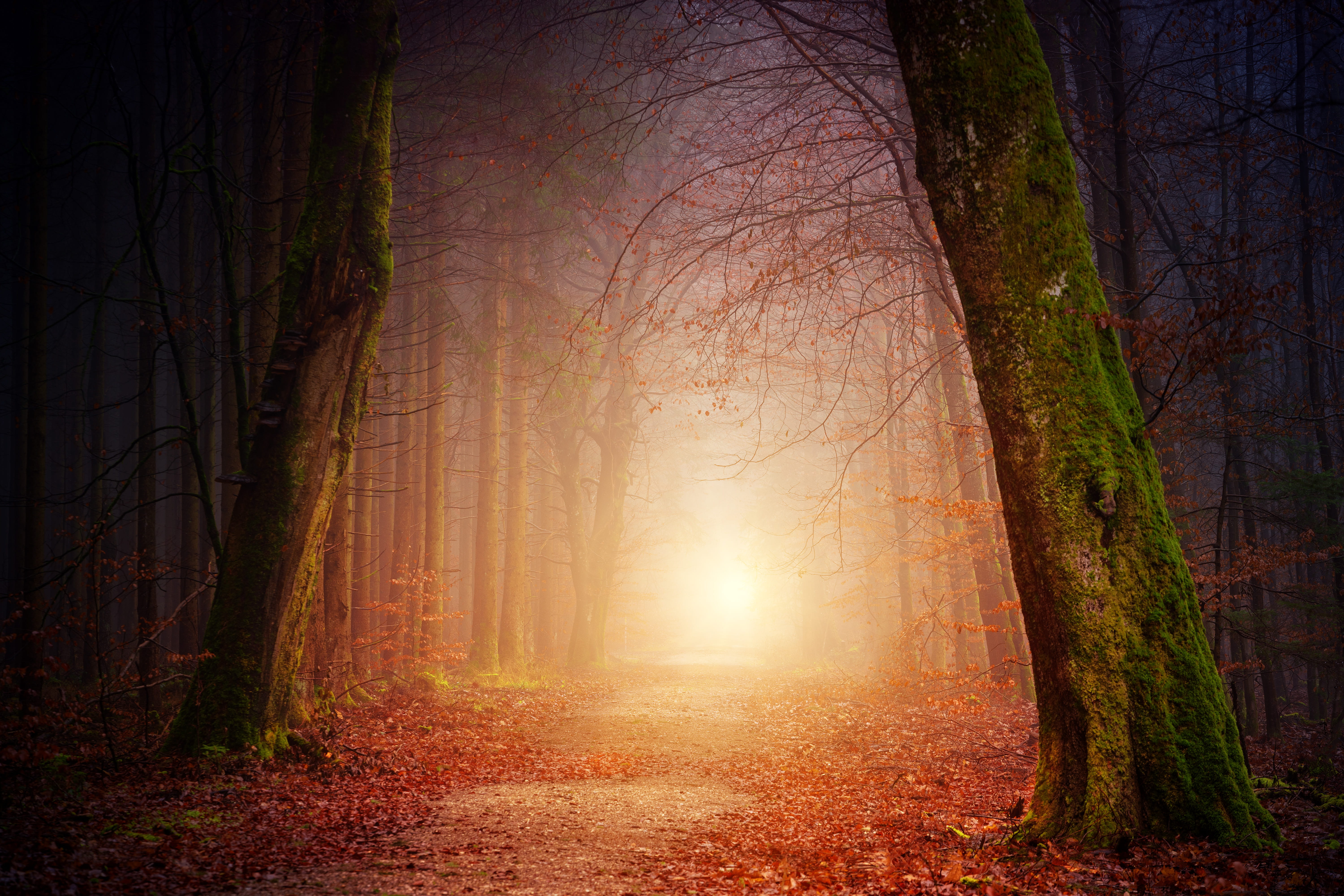 foggy, mist, branch, fog, footpath, summer, lightray, tree Trunk, spooky, plant, non-Urban Scene, scenics, color Image, vibrant Color, light - Natural Phenomenon, HD Wallpaper