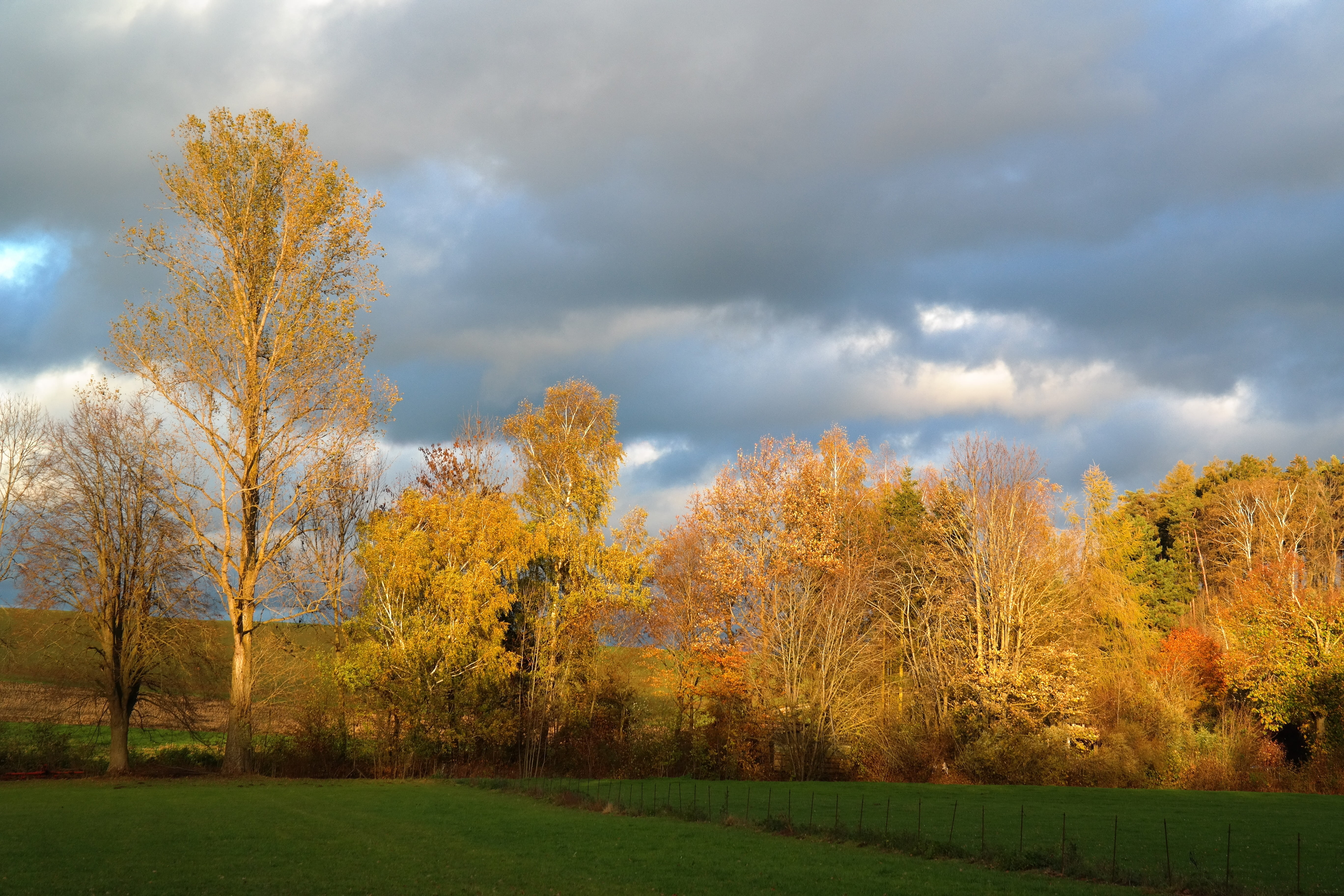 change, woodland, beauty in nature, autumn light, land, leaf, coloring, orange color, plant, autumn, sunlight, autumn mood, environment, plant part, 5K, HD Wallpaper