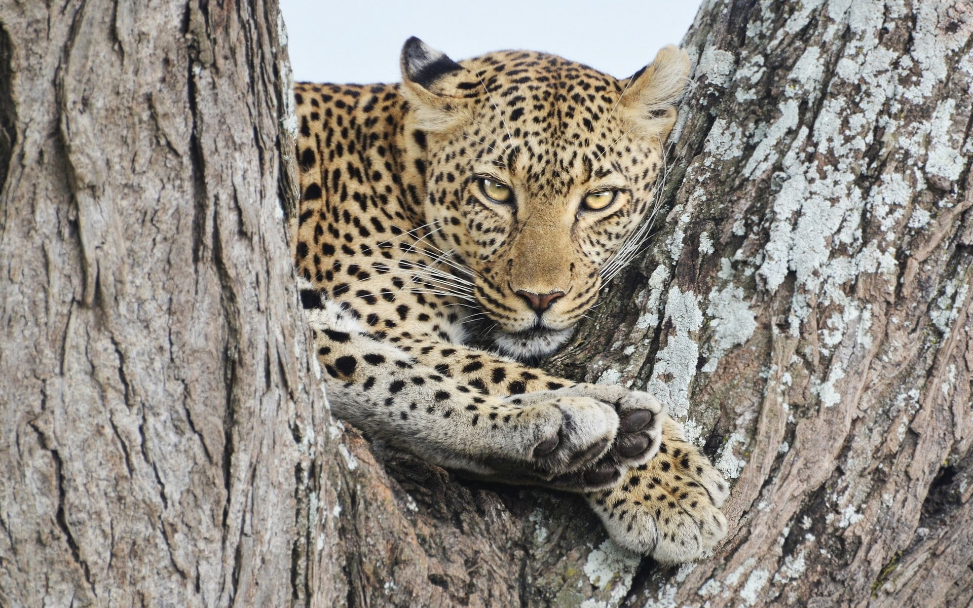 sitting, undomesticated Cat, leopard, one animal, animal head, africa, animal, wood - material, large, vertebrate, cat, nature, animal themes, safari, animal wildlife, HD Wallpaper