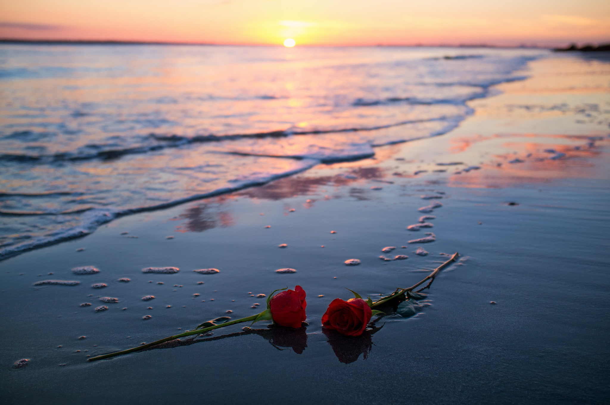 Nature, Ocean, Beach, Sunset, 1080P, Horizon, Flower, Earth, Red Rose, Sand, HD Wallpaper