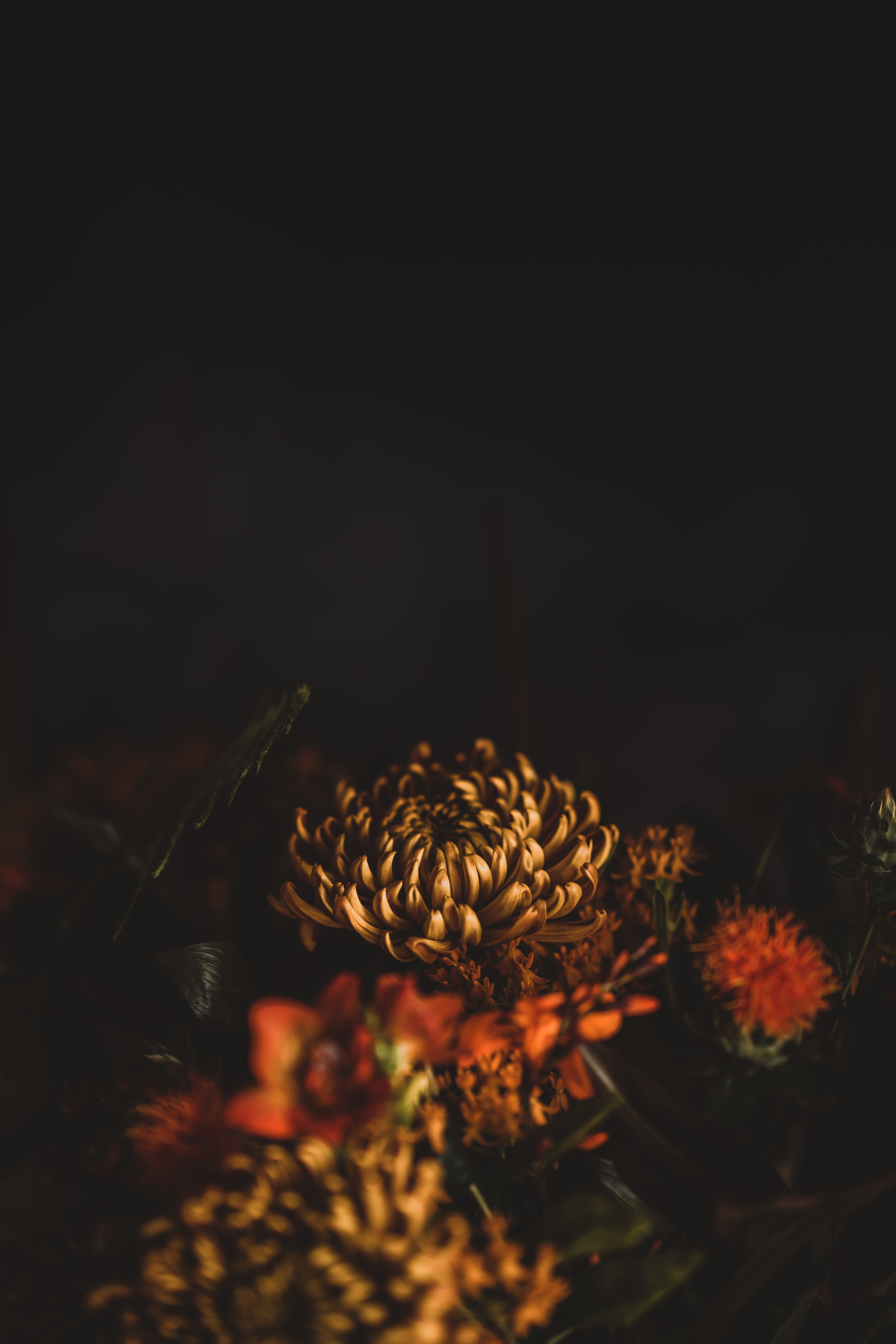 no people, botanical, indoors, selective focus, autumn color, plant, flower, selective, studio shot, dahlium, flower head, focus, warm tone, fall, animals in the wild, Phone HD Wallpaper