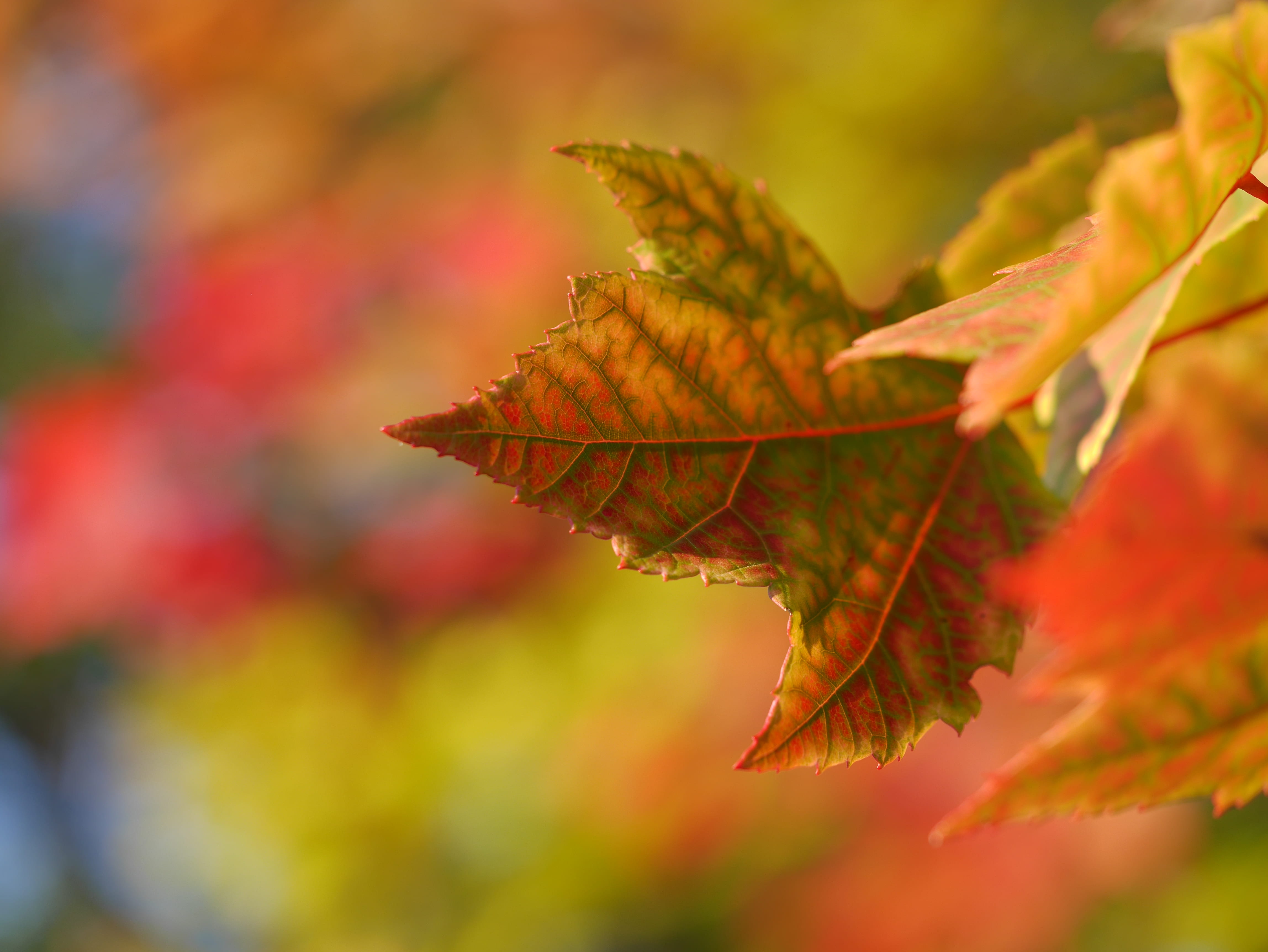 close-up, maple leaf, november, fragility, red, autumn, october, outdoors, plant part, maple tree, leafe, leaf vein, nature, focus on foreground, season, HD Wallpaper